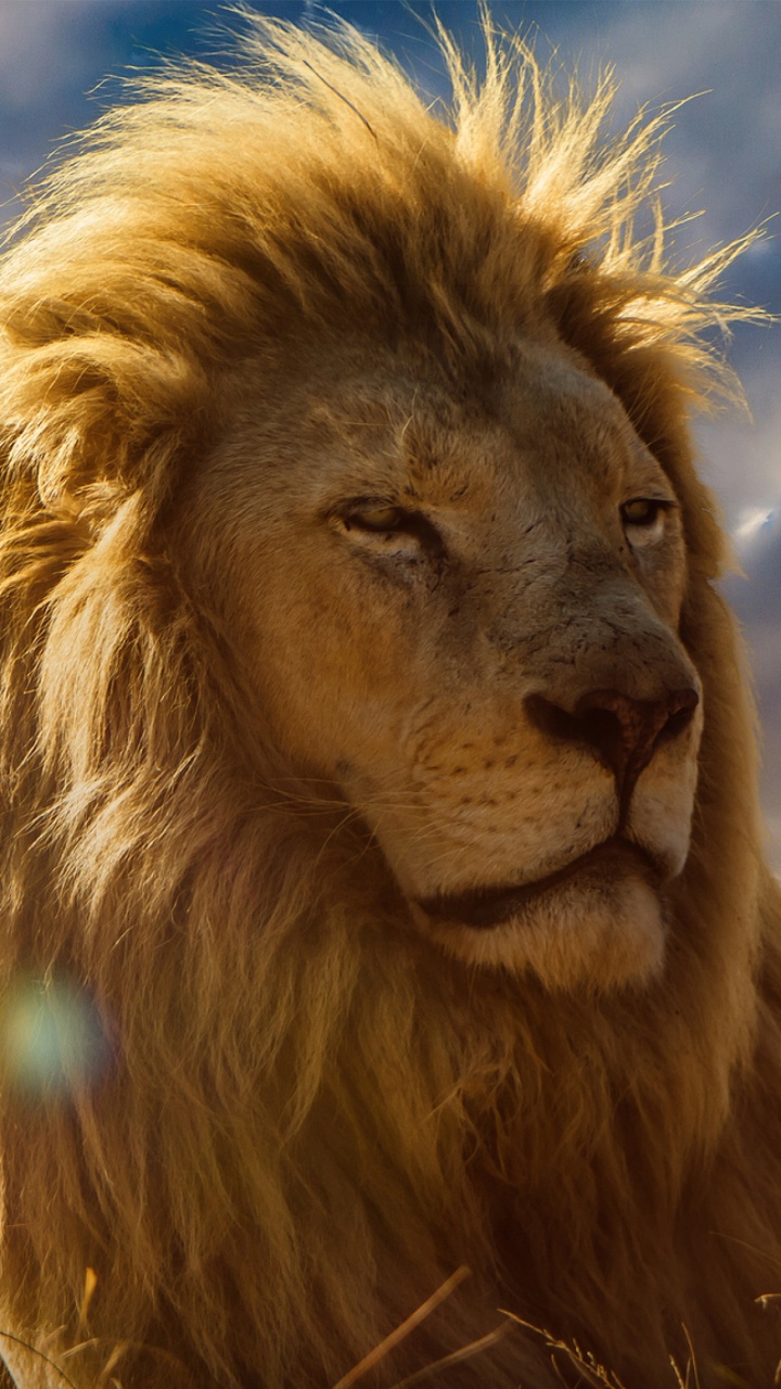 Обои Лев, волосы, масаи Лев, живая природа, кошачьих в разрешении 720x1280