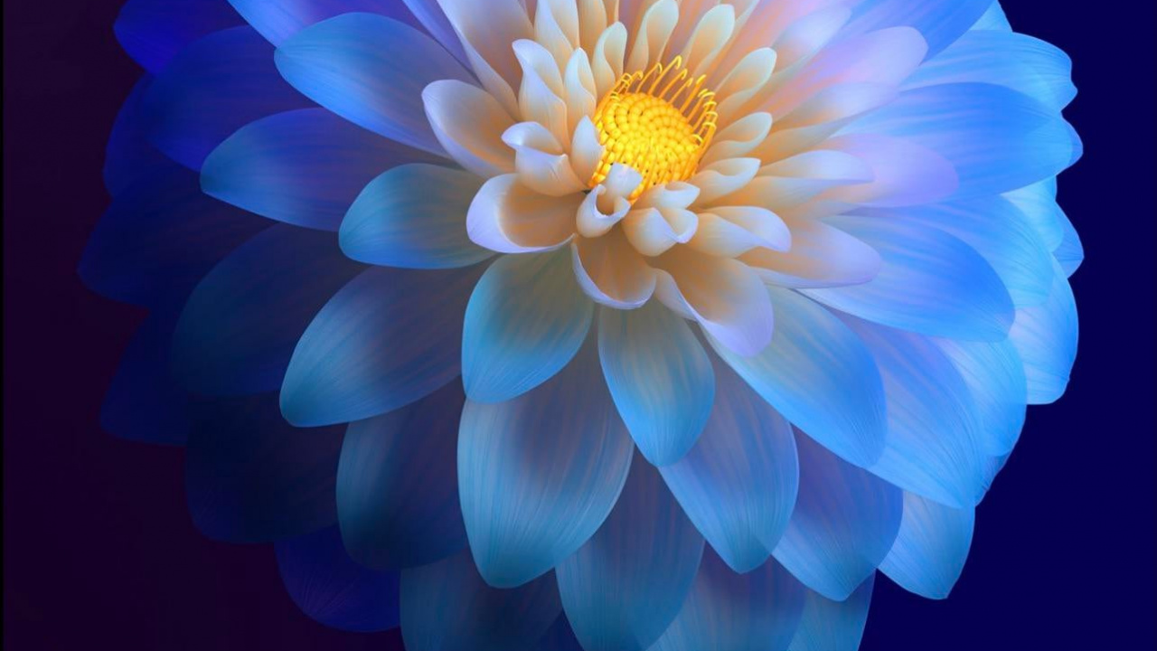 Обои цветок, Жив, Vivo, виво цветок, жив и 11 в разрешении 1280x720