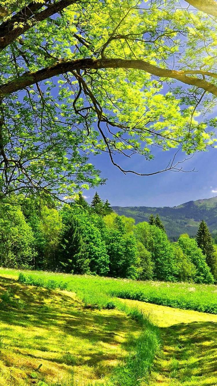 Обои дерево, природа, солнечный свет, растительность, поле в разрешении 750x1334