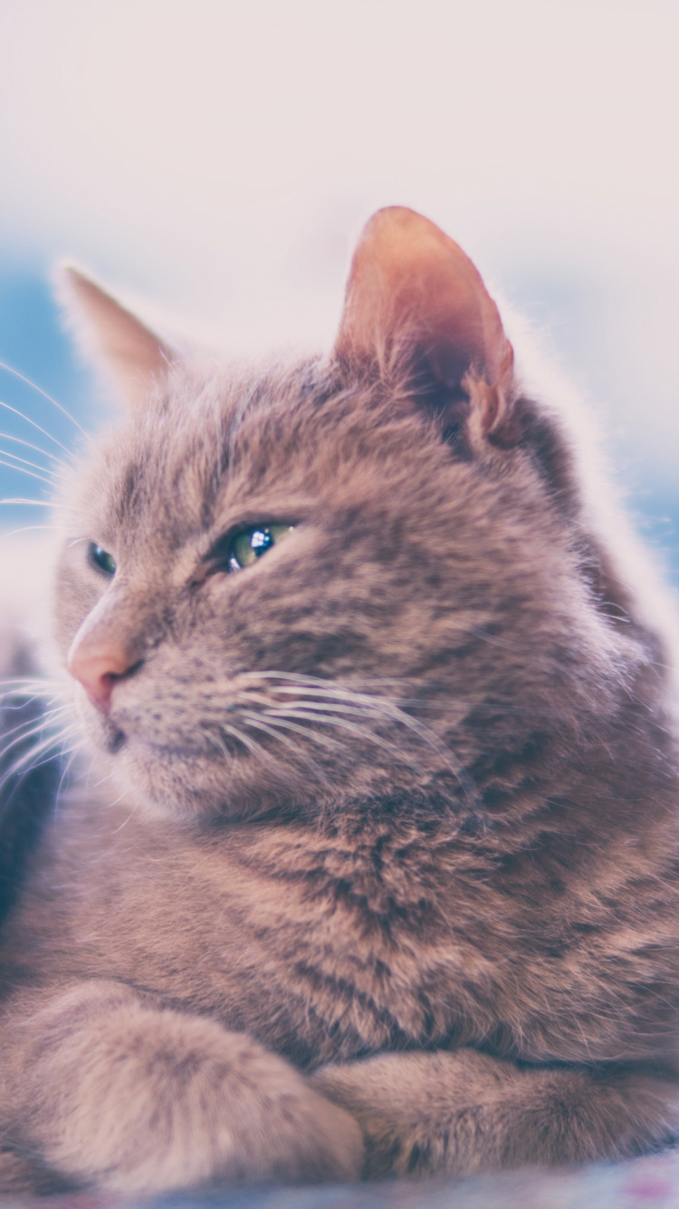 Обои котенок, кот, морда, малые и средние кошки, млекопитающие в разрешении 750x1334