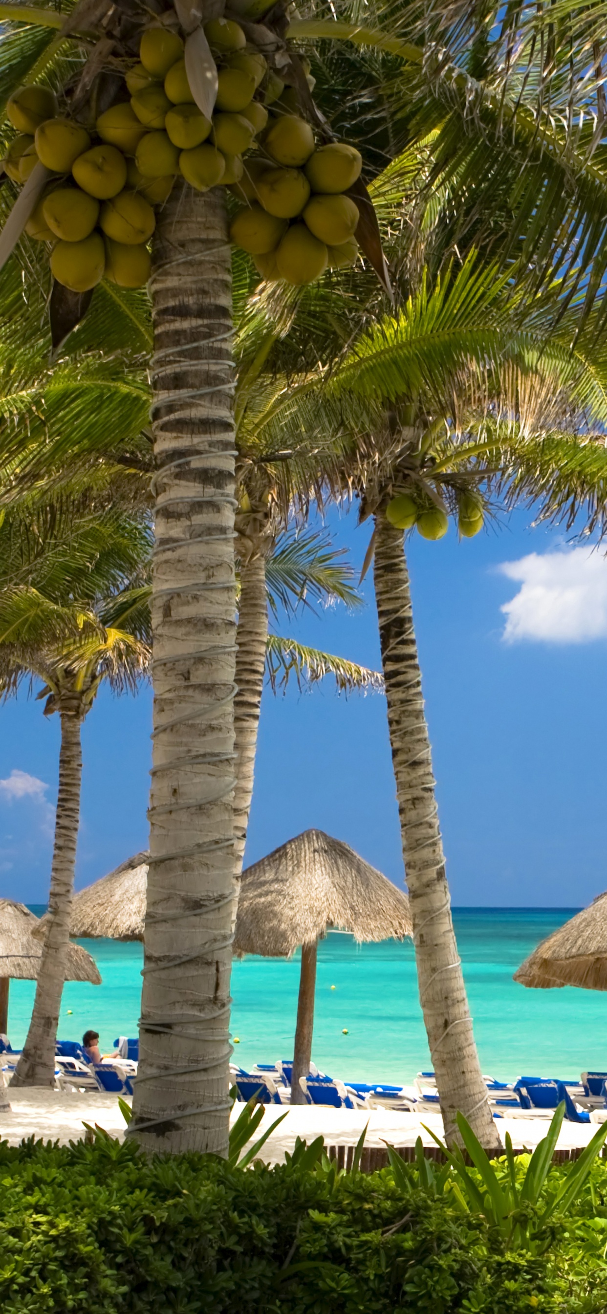 Обои Карибский бассейн, пляж, прибежище, дерево, тропическая зона в разрешении 1242x2688