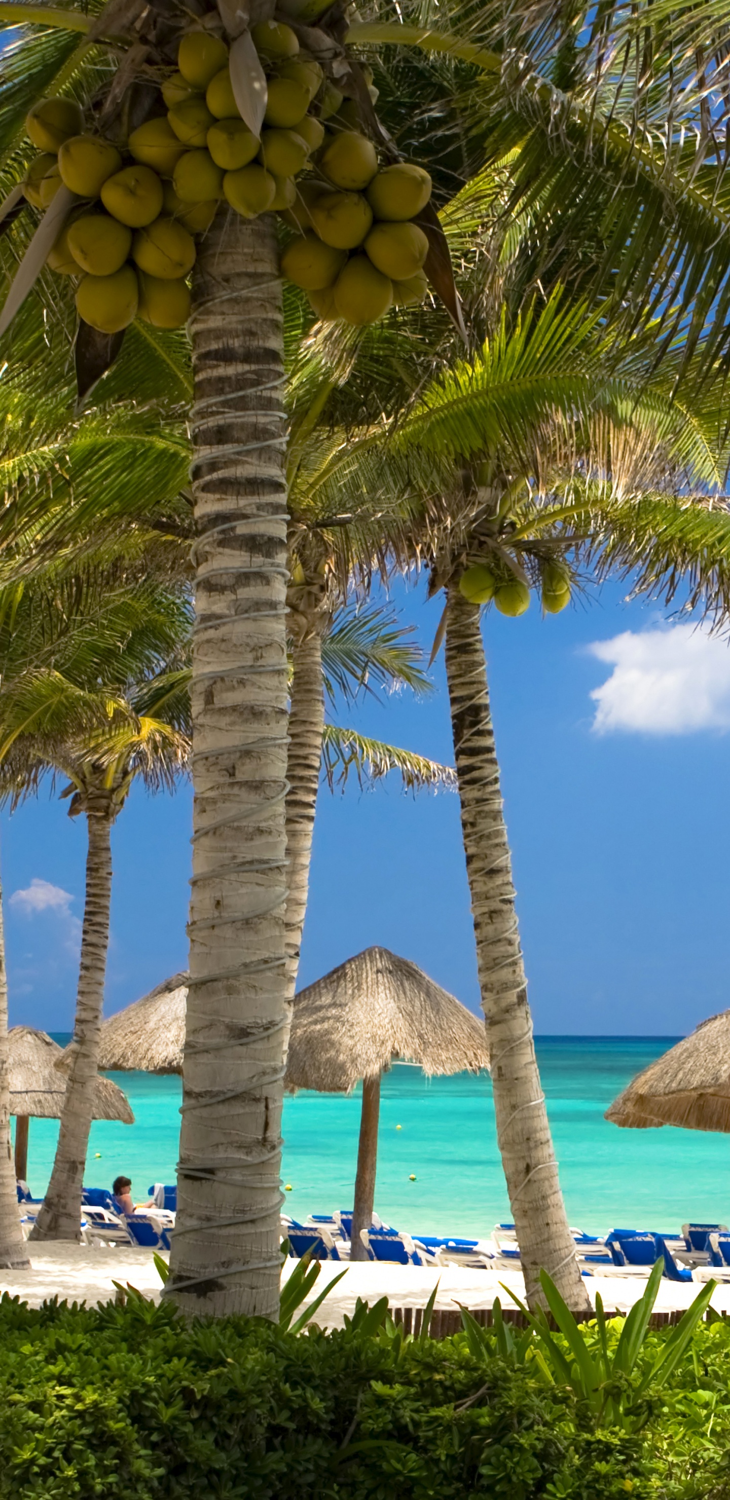 Обои Карибский бассейн, пляж, прибежище, дерево, тропическая зона в разрешении 1440x2960