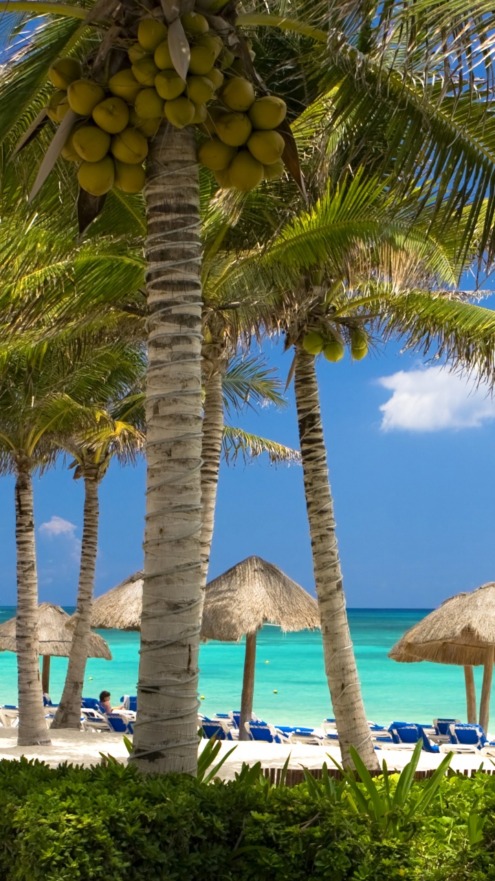 Обои Карибский бассейн, пляж, прибежище, дерево, тропическая зона в разрешении 720x1280