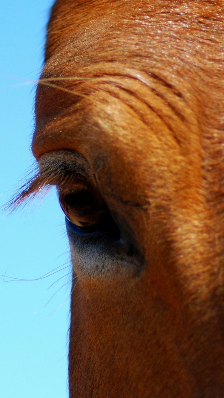 Обои нос, грива, рыло, голубой, синий в разрешении 750x1334