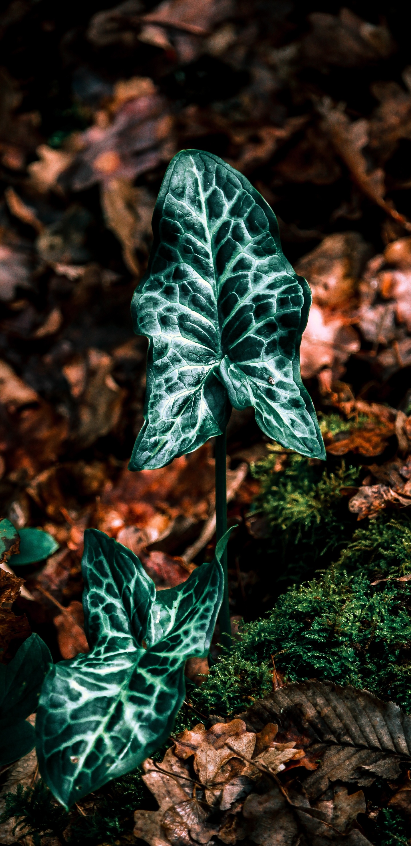 Обои лист, зеленый, растение, ботаники, плющ в разрешении 1440x2960