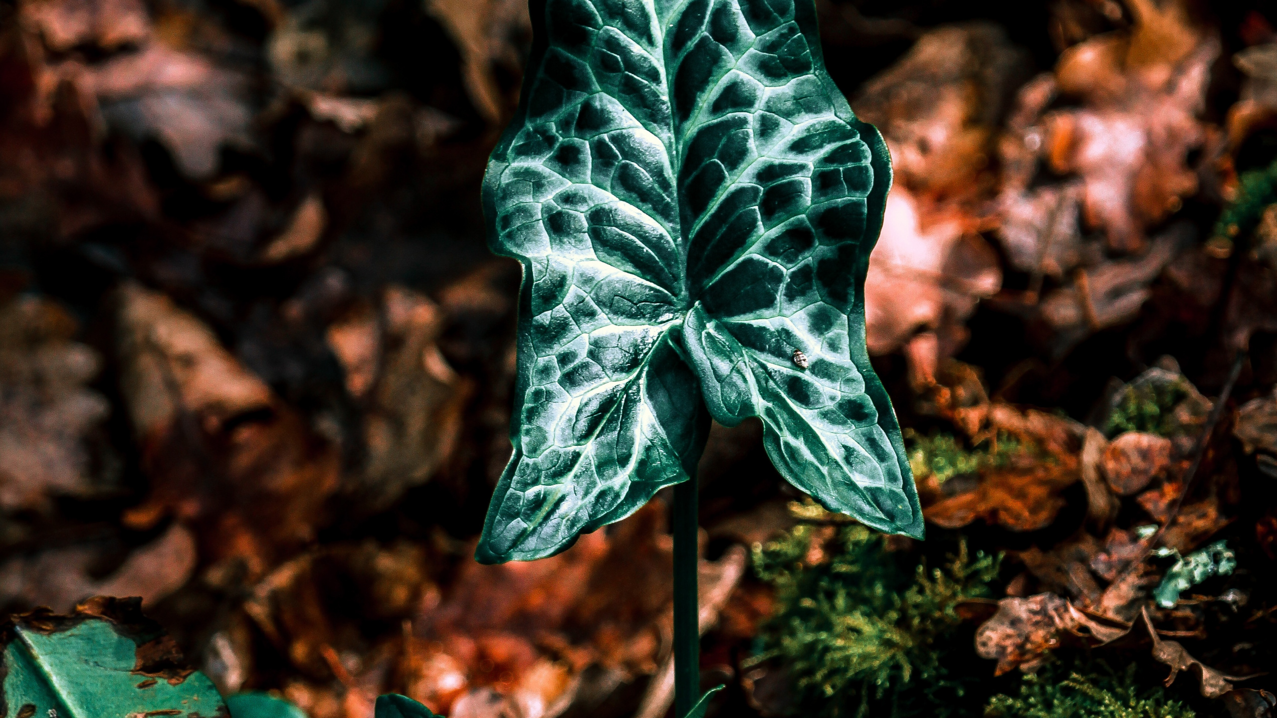 Обои лист, зеленый, растение, ботаники, плющ в разрешении 2560x1440