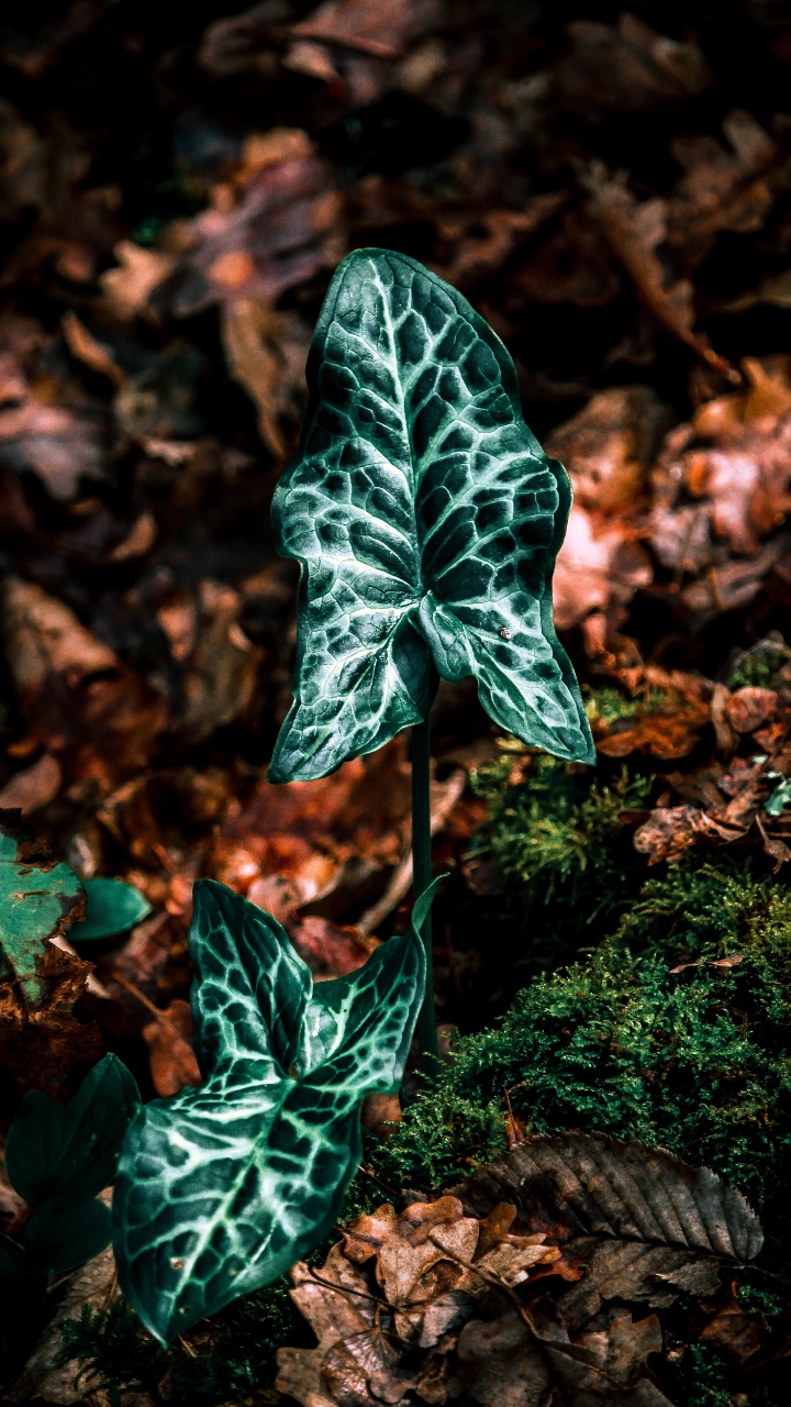 Обои лист, зеленый, растение, ботаники, плющ в разрешении 720x1280