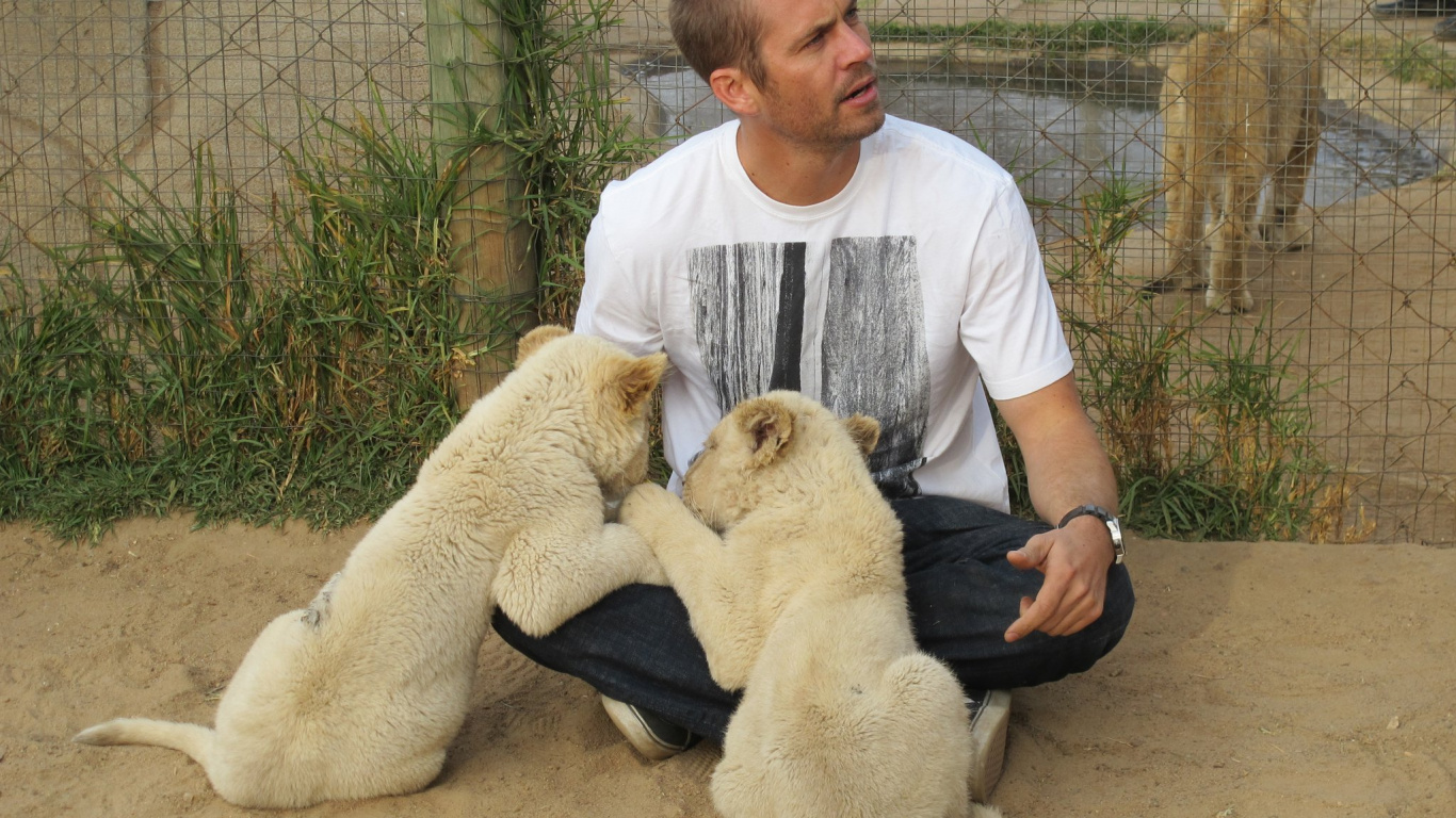 Обои Пол Уокер, Лев, млекопитающее, мужской, львиный парк в разрешении 1366x768