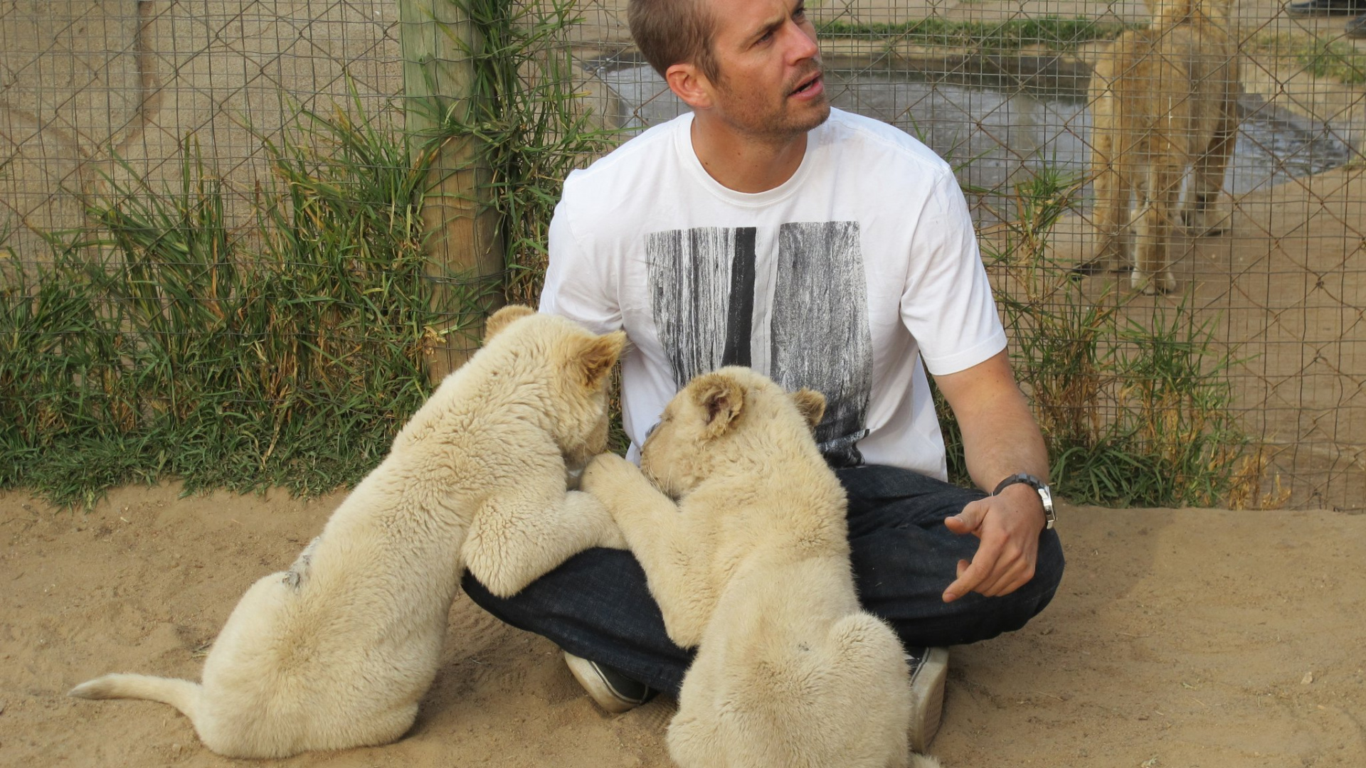 Обои Пол Уокер, Лев, млекопитающее, мужской, львиный парк в разрешении 1920x1080