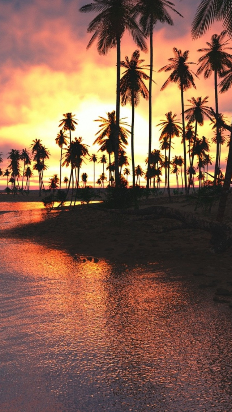 Обои закат, пляж, море, дерево, Пальма в разрешении 750x1334