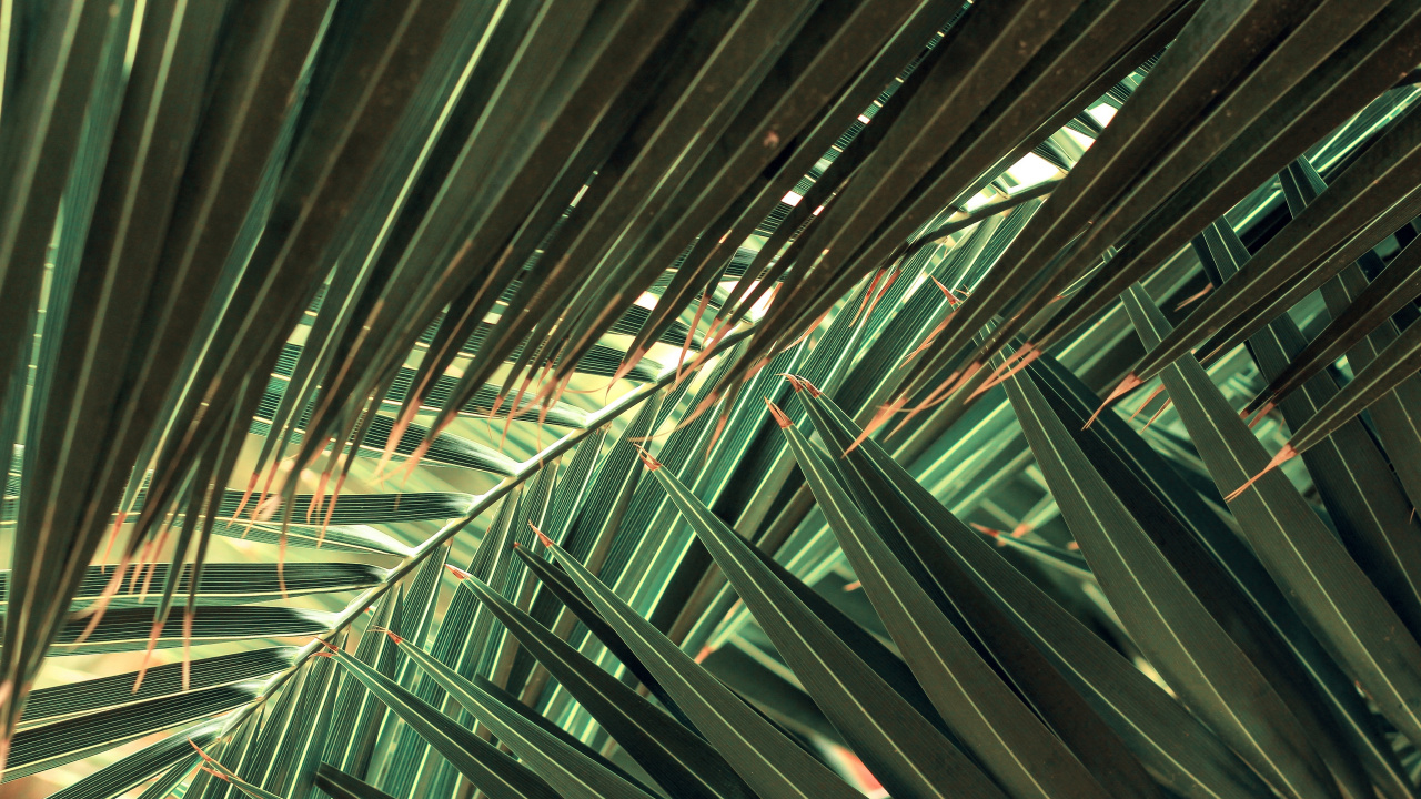 Обои зеленый, линия, архитектура, металл, рассада в разрешении 1280x720