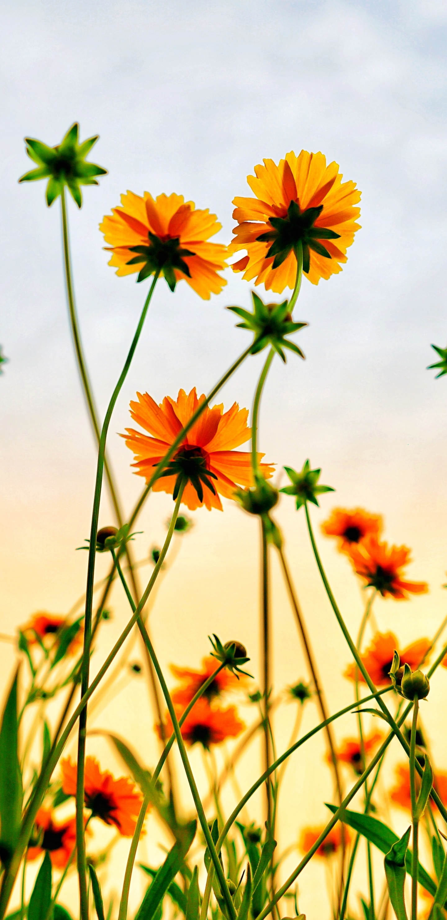 Обои цветок, весна, растение, экорегион, Люди в природе в разрешении 1440x2960