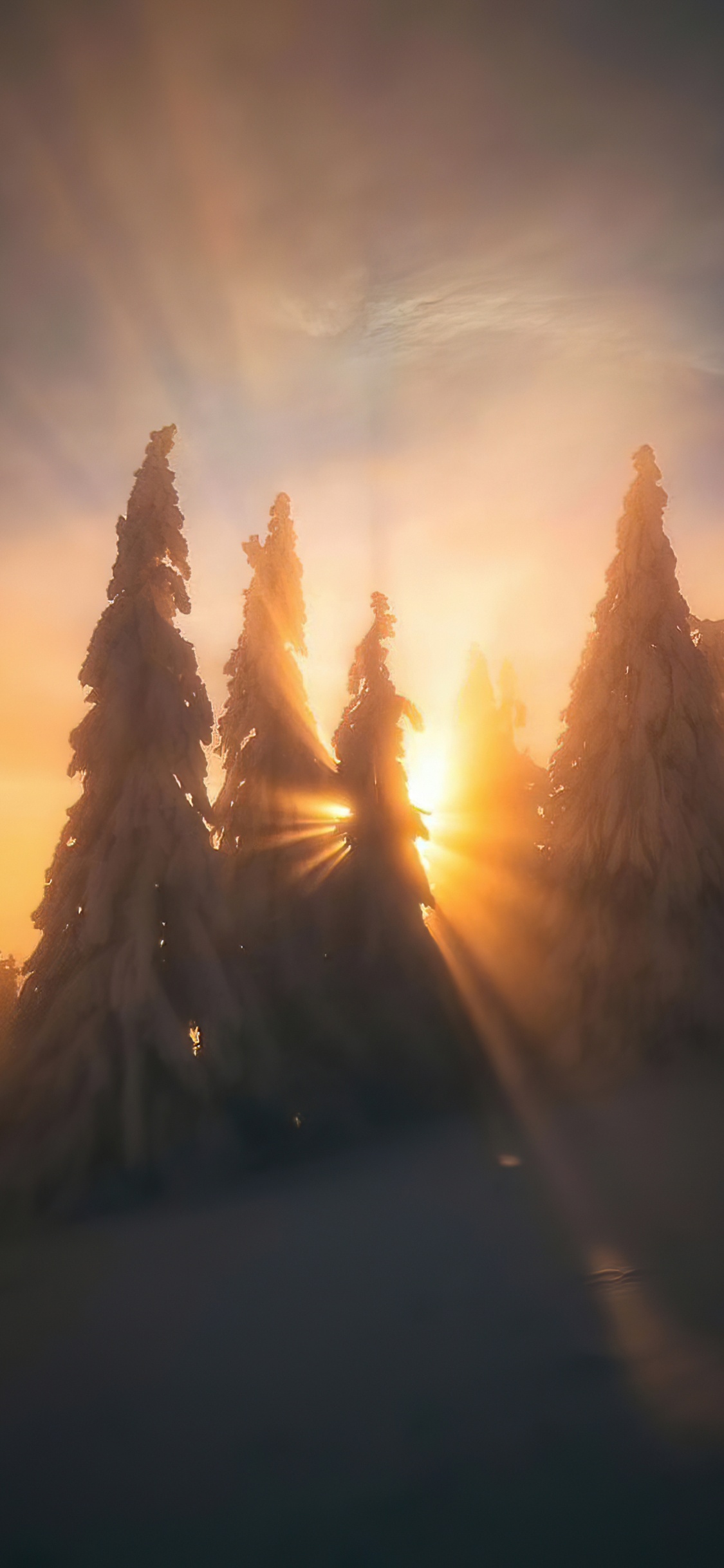 Обои просыпайся в небе, облако, атмосфера, растение, послесвечение в разрешении 1125x2436