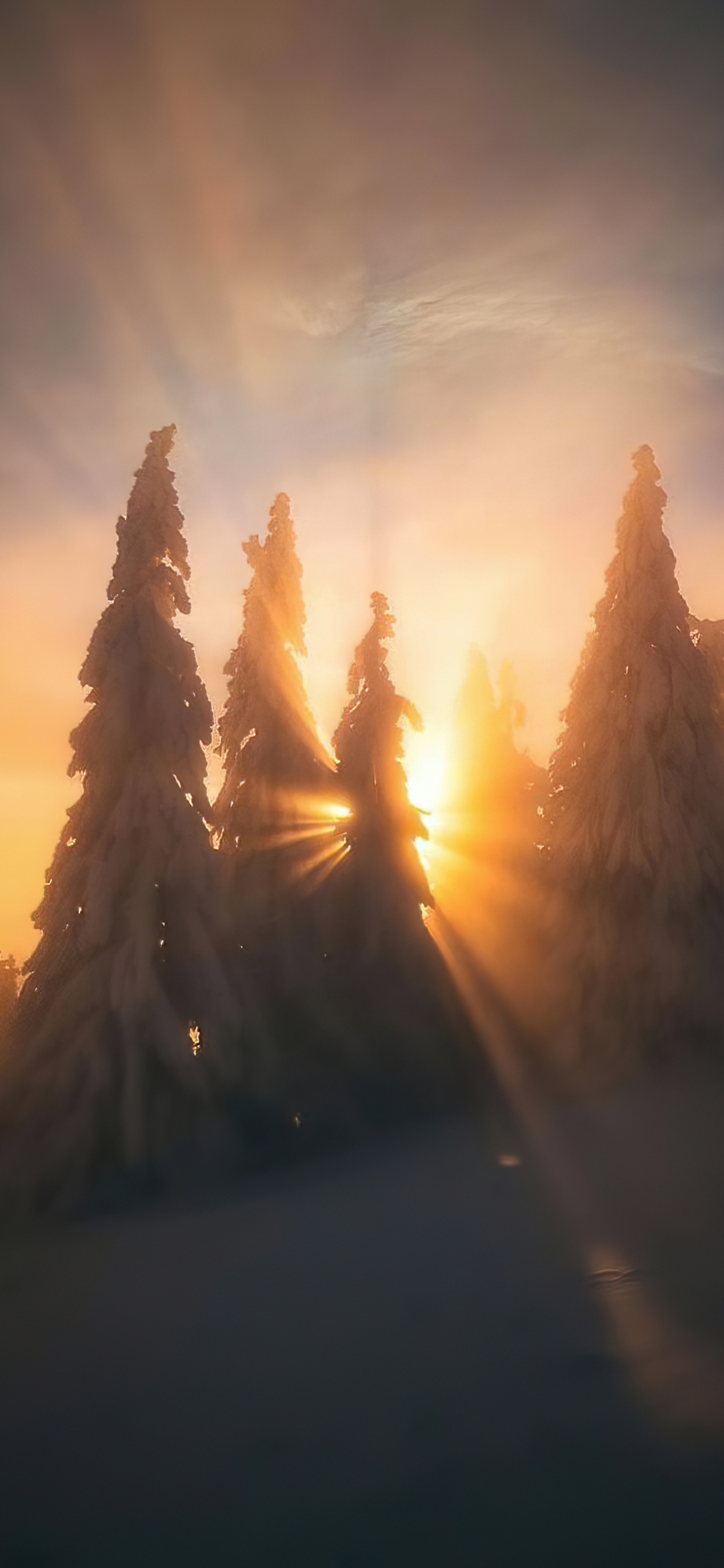 Обои просыпайся в небе, облако, атмосфера, растение, послесвечение в разрешении 1242x2688