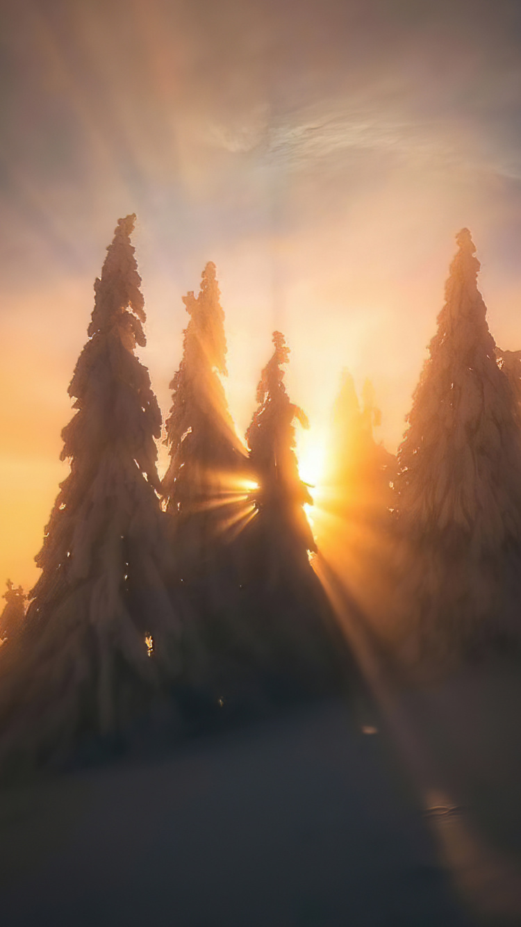 Обои просыпайся в небе, облако, атмосфера, растение, послесвечение в разрешении 750x1334