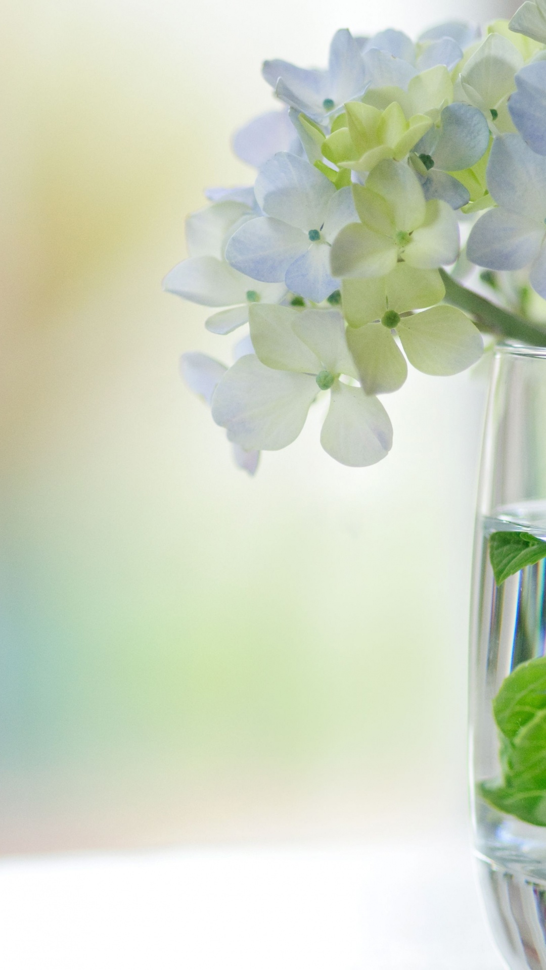 Обои белые, цветочная ваза, цветок, Большая Стеклянная Ваза, срезанные цветы в разрешении 1080x1920