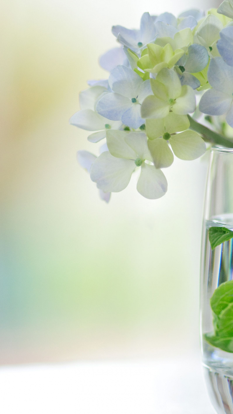 Обои белые, цветочная ваза, цветок, Большая Стеклянная Ваза, срезанные цветы в разрешении 750x1334