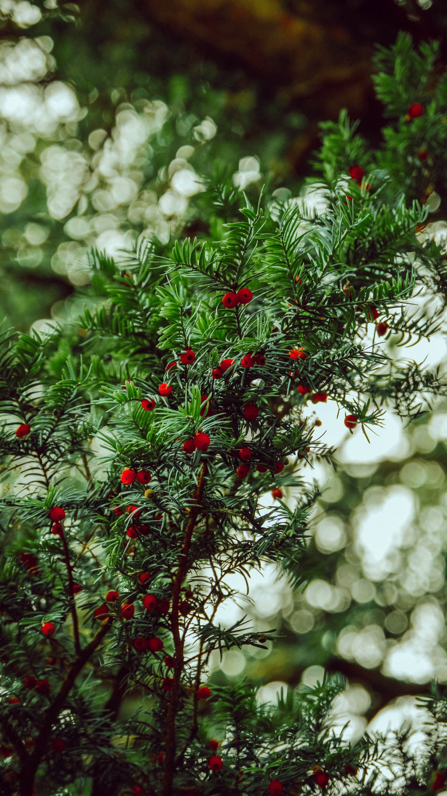 Обои растительность, Английский Тисовый, зеленый, красный цвет, дерево в разрешении 1440x2560