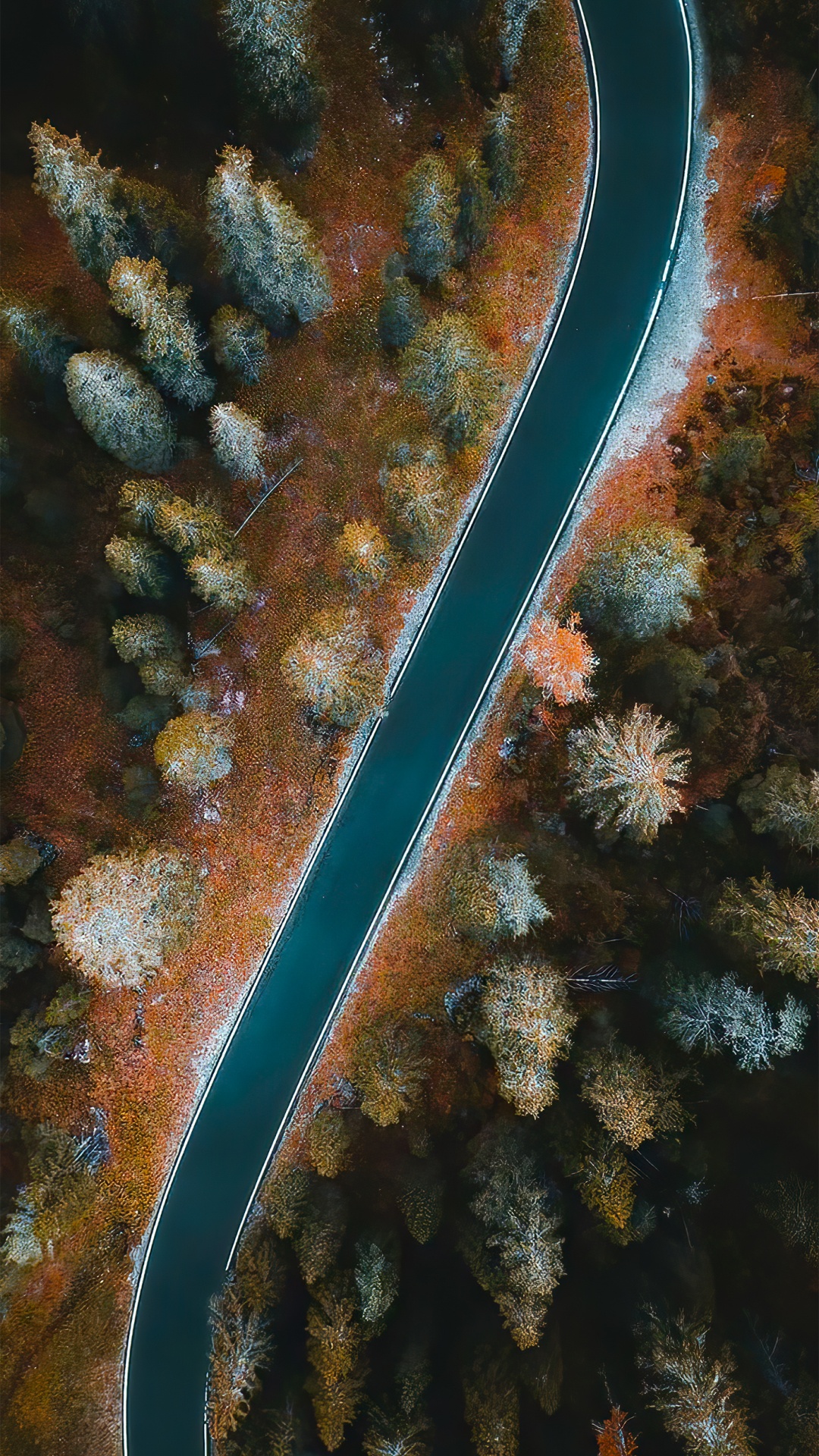 Обои подземные воды, коралловый риф, морская биология, растение, окружающая среда в разрешении 1080x1920