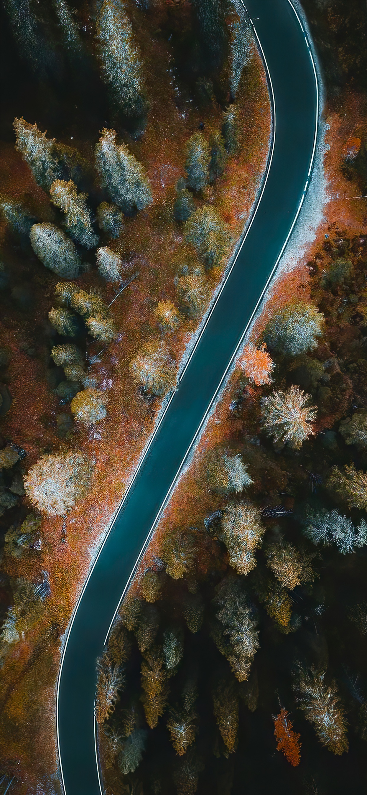 Обои подземные воды, коралловый риф, морская биология, растение, окружающая среда в разрешении 1242x2688