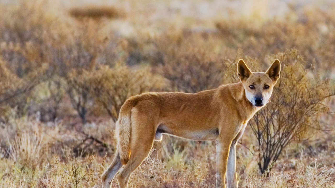 Обои Динго, Забор Динго, австралия, живая природа, наземные животные в разрешении 1280x720