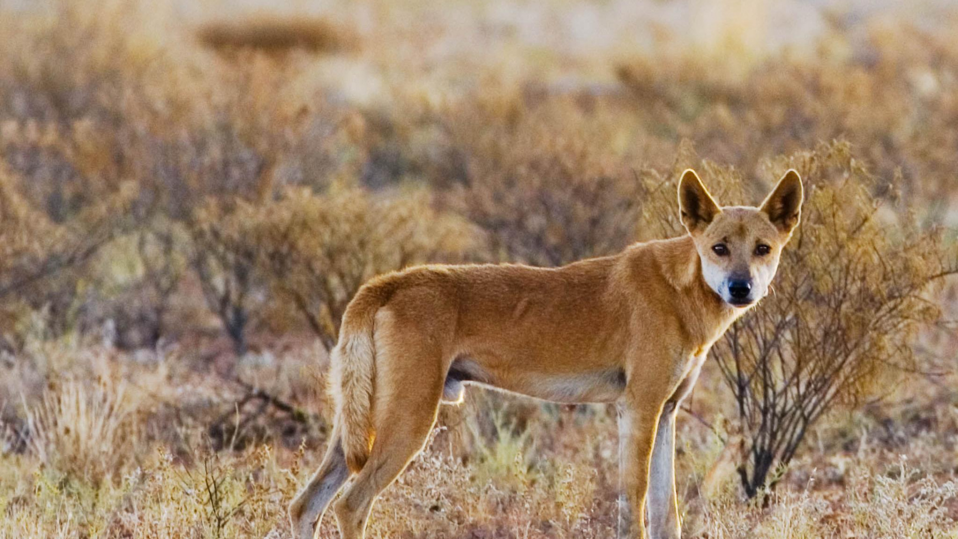 Обои Динго, Забор Динго, австралия, живая природа, наземные животные в разрешении 1920x1080