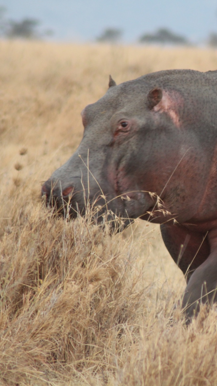 Обои наземные животные, носорог, Саванна, живая природа, сенокосное угодье в разрешении 720x1280