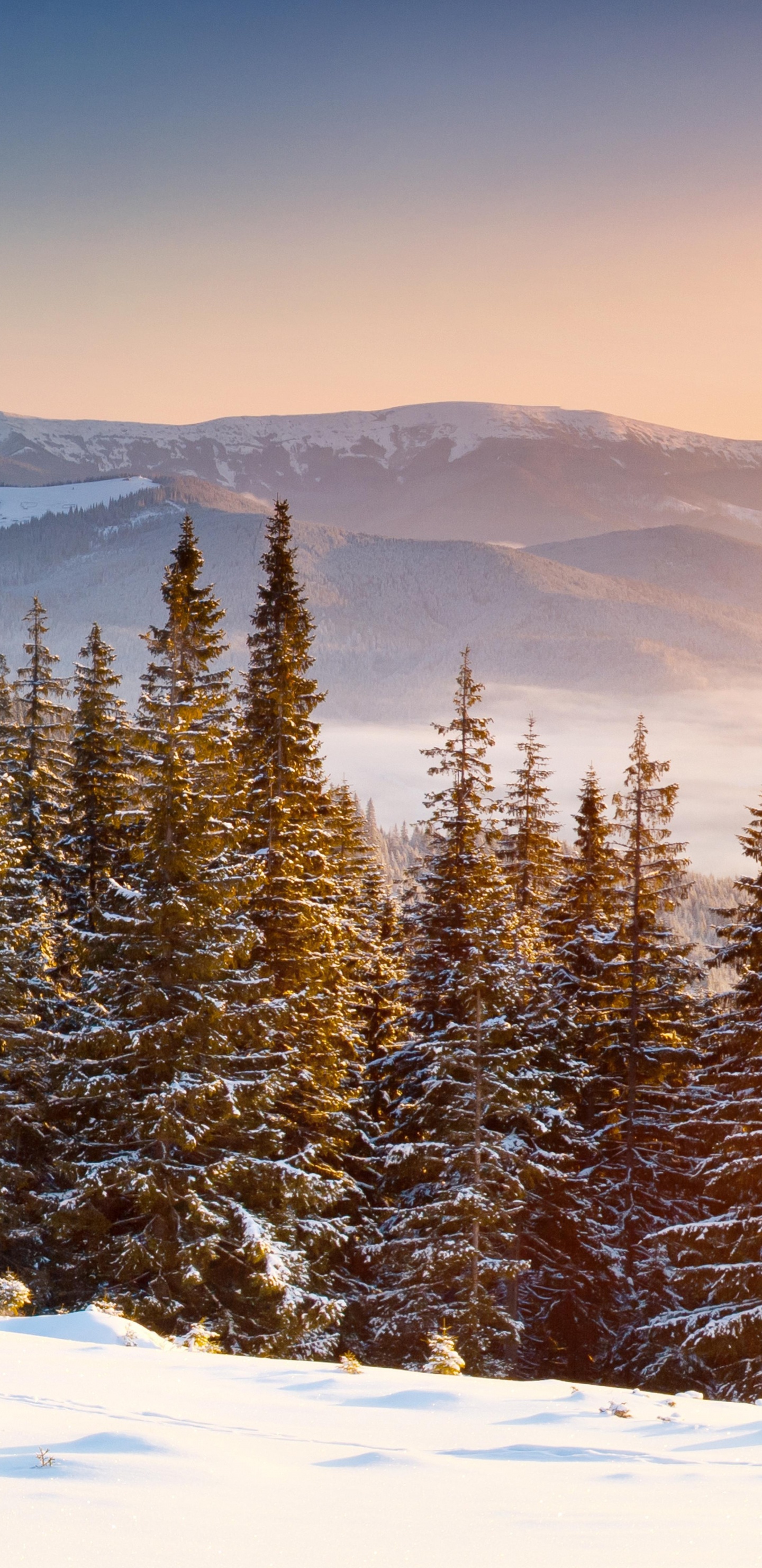 Обои снег, зима, дерево, гора, горный рельеф в разрешении 1440x2960
