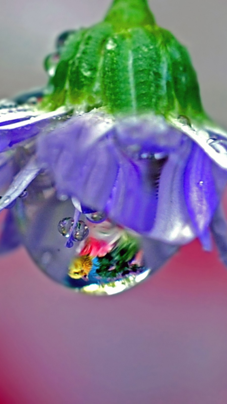 Обои вода, падение, влага, роса, лепесток в разрешении 750x1334