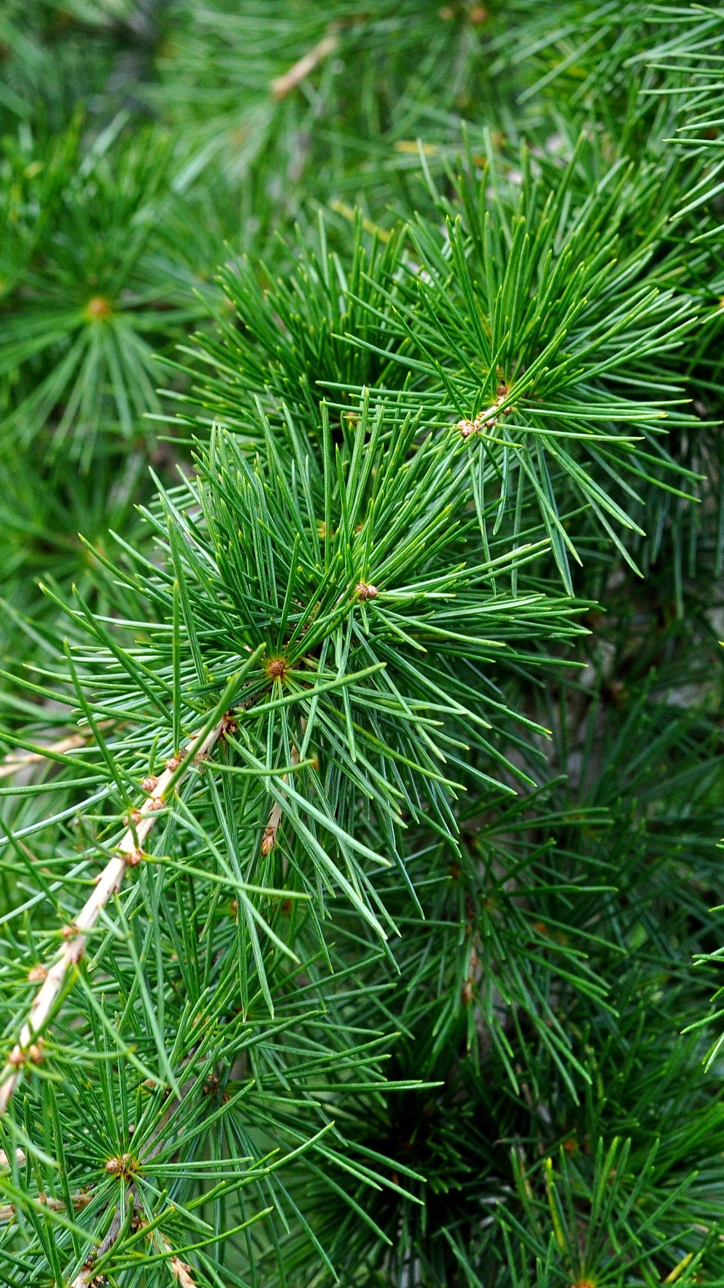 Обои ветвь, дерево, древесина кедра, Хвойные, вечнозеленое растение в разрешении 1440x2560