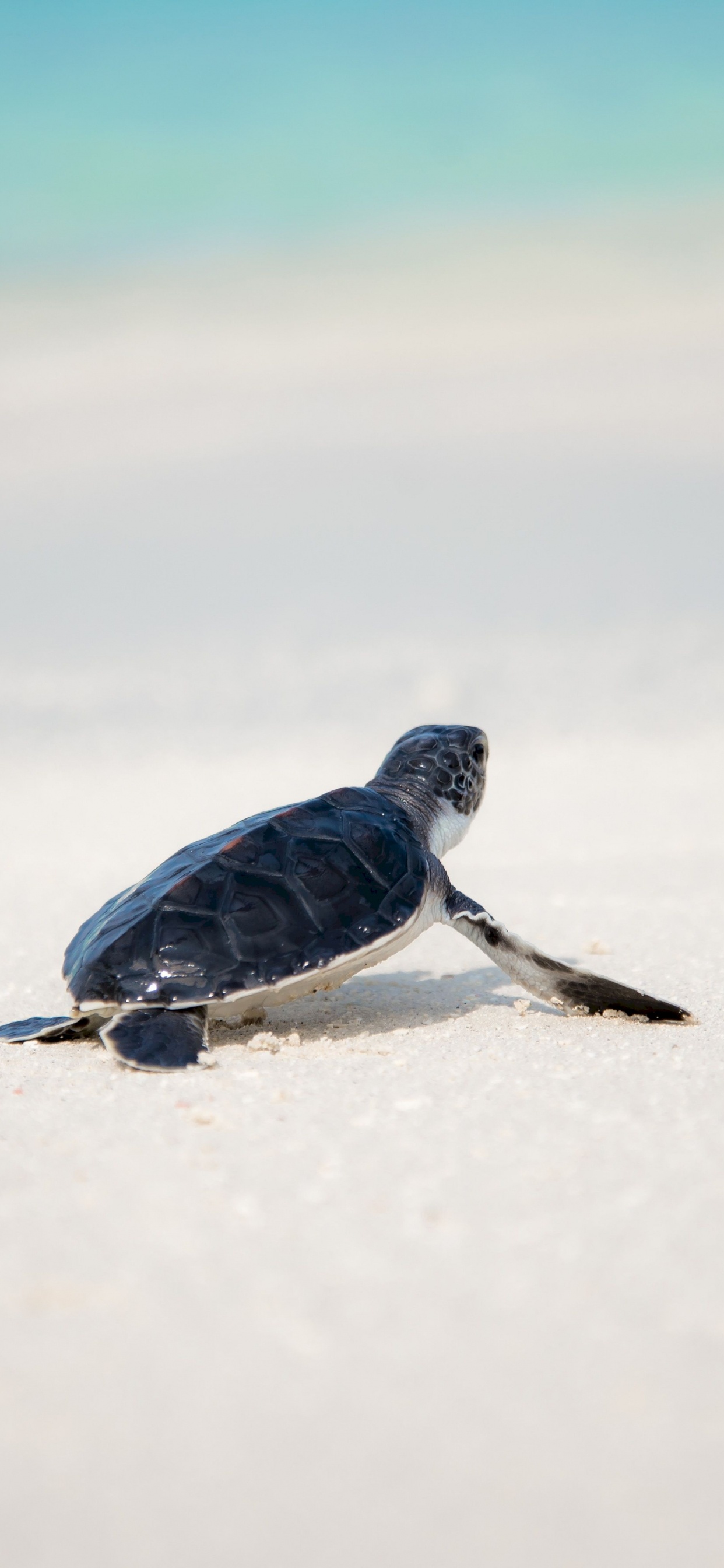 Обои морская черепаха, пресмыкающееся, черепаха в разрешении 1242x2688