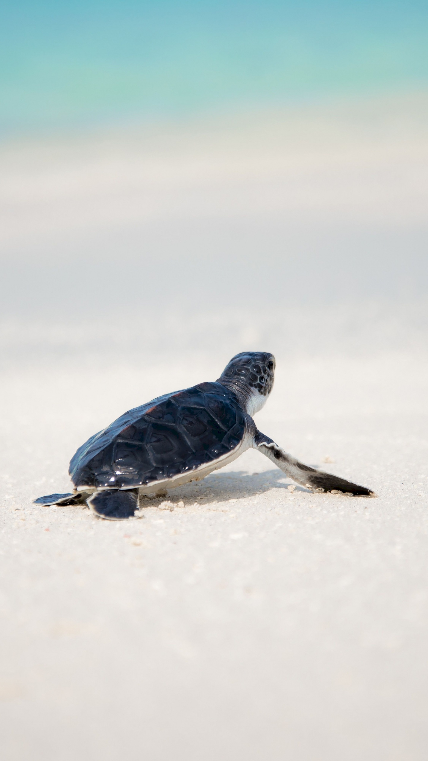 Обои морская черепаха, пресмыкающееся, черепаха в разрешении 1440x2560