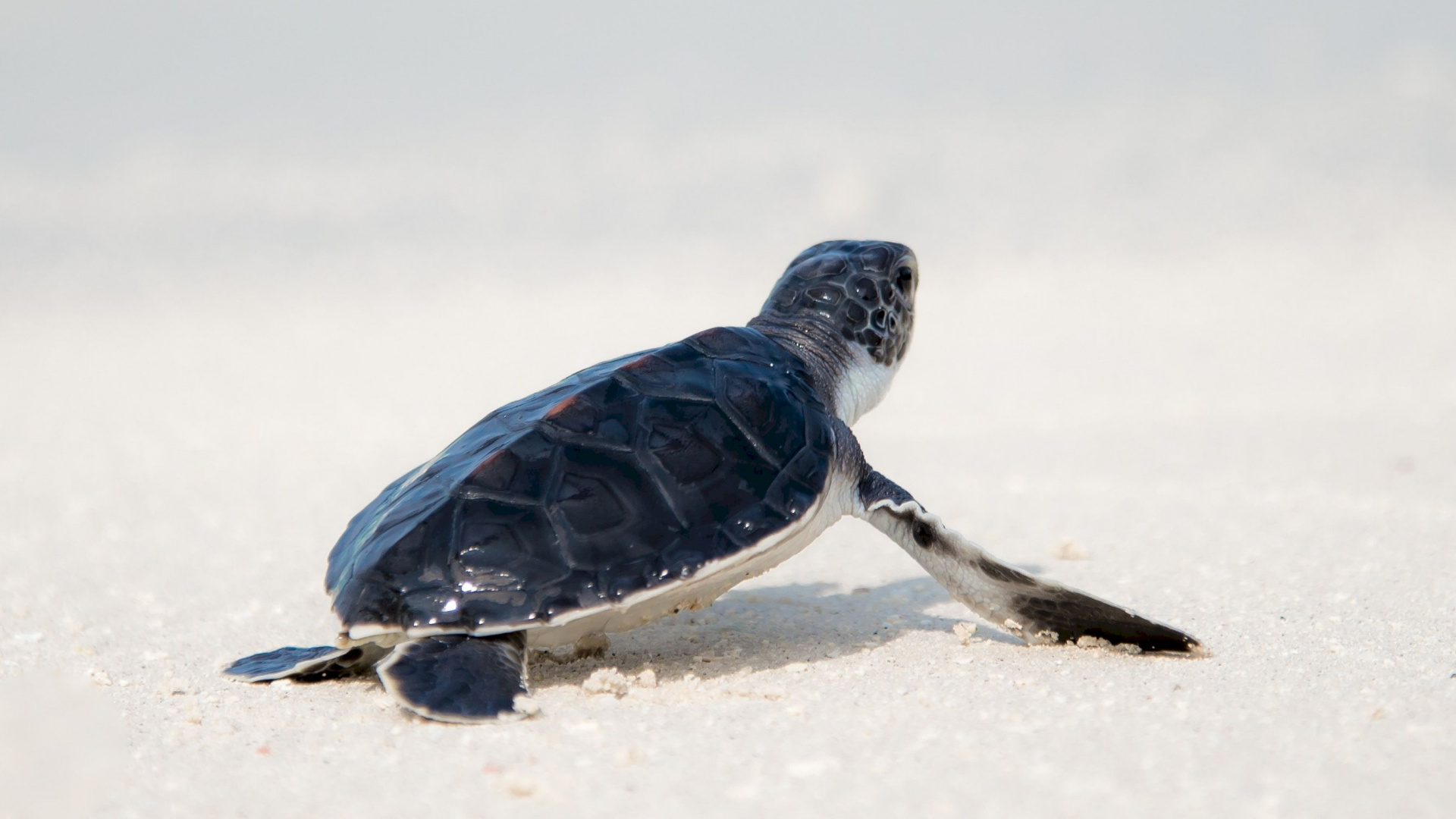 Обои морская черепаха, пресмыкающееся, черепаха в разрешении 1920x1080