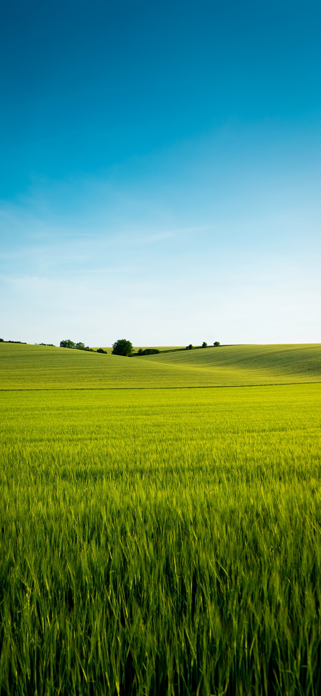 Обои китайский язык, растение, Люди в природе, природный ландшафт, облако в разрешении 1125x2436