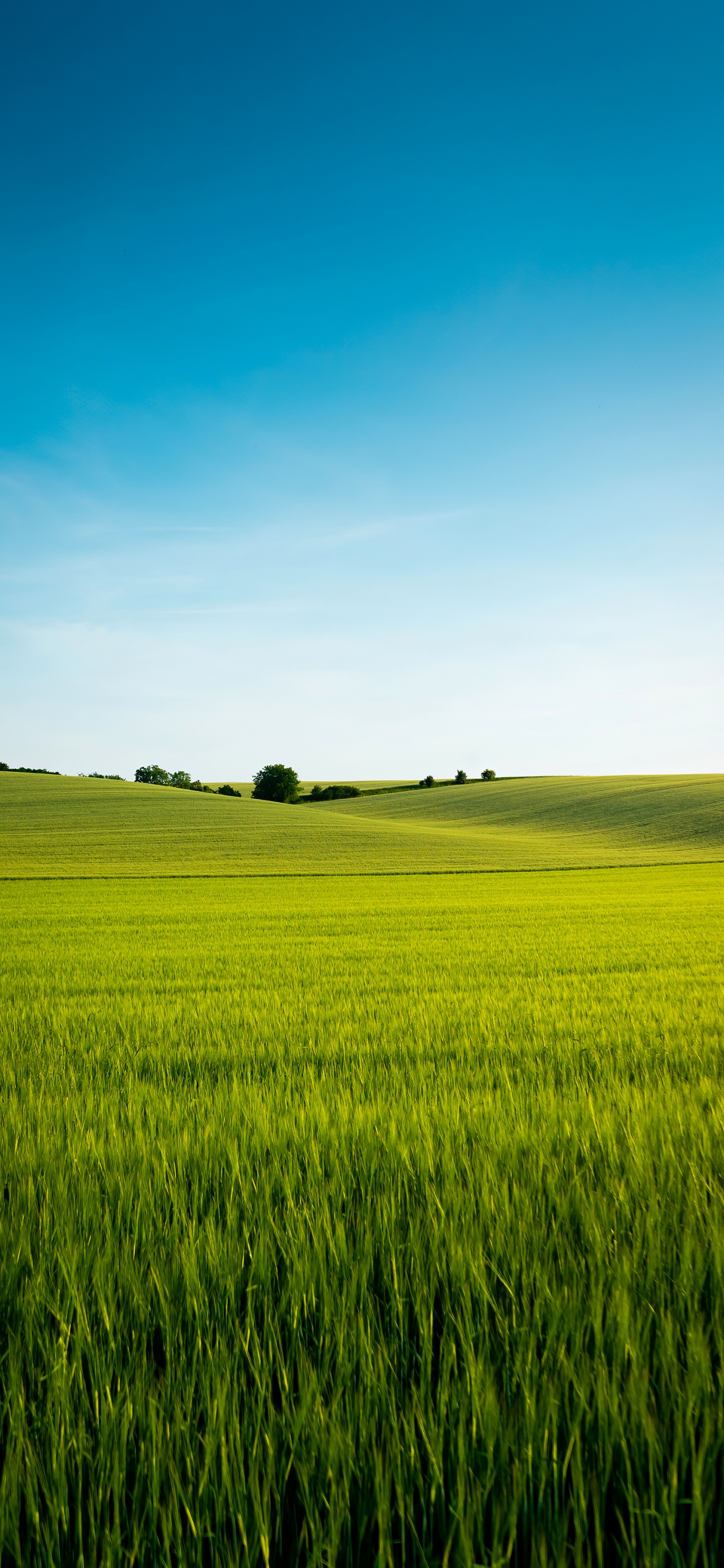 Обои китайский язык, растение, Люди в природе, природный ландшафт, облако в разрешении 1242x2688