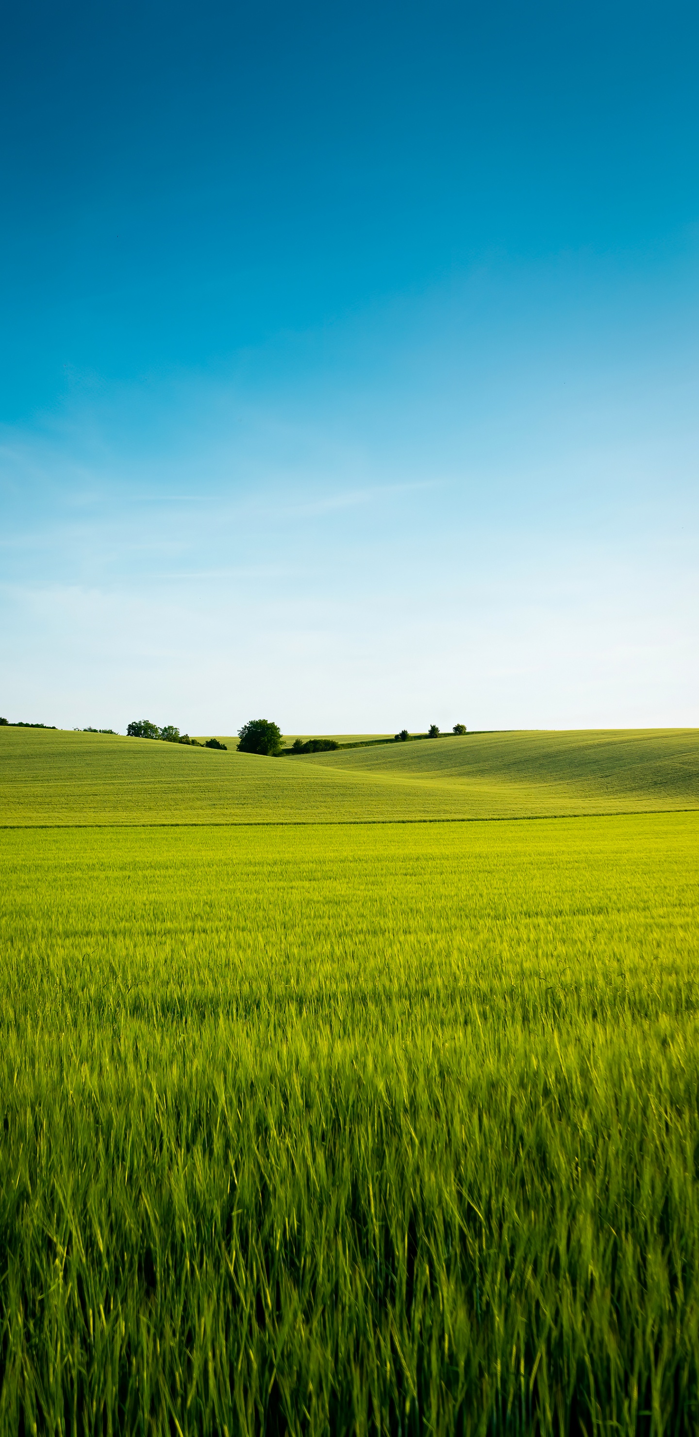 Обои китайский язык, растение, Люди в природе, природный ландшафт, облако в разрешении 1440x2960