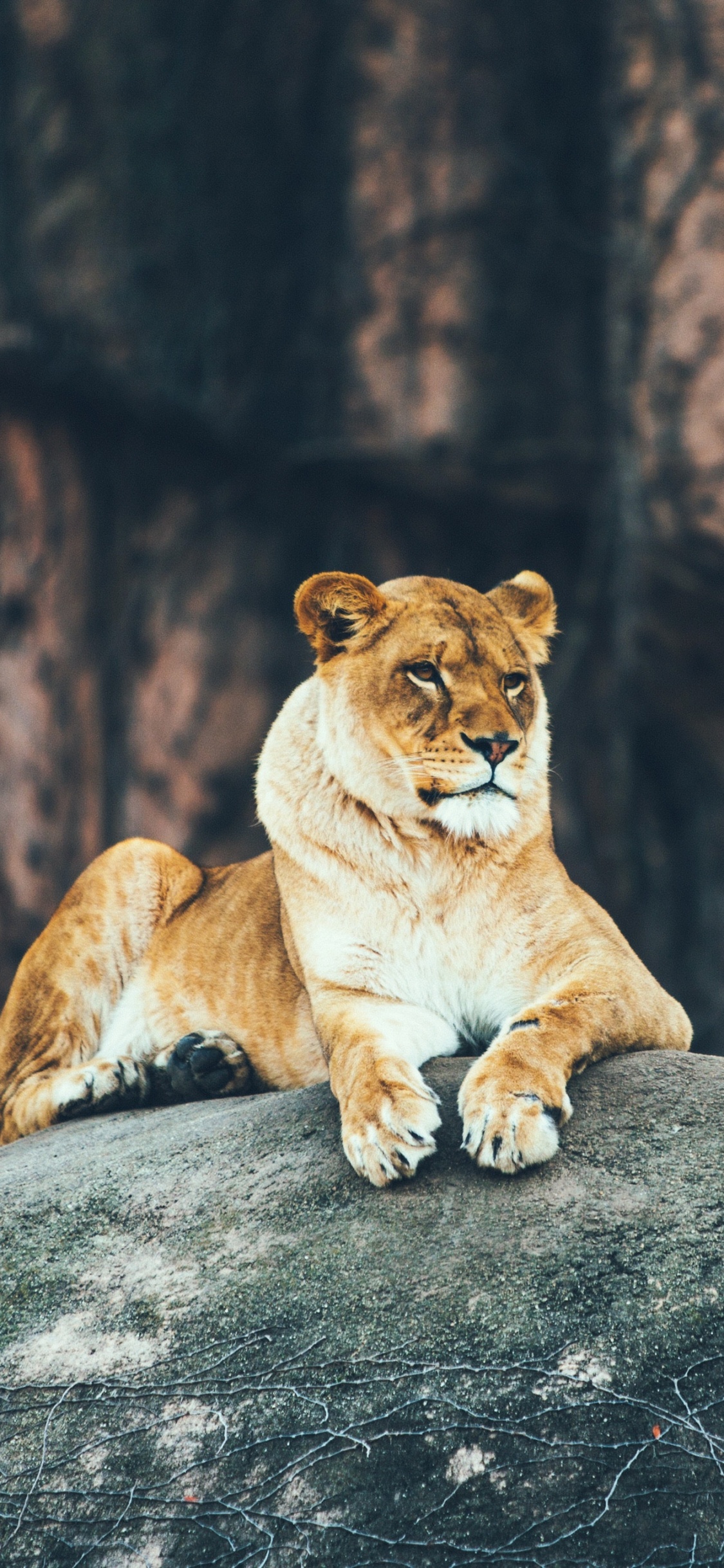 Обои Лев, живая природа, кошачьих, наземные животные, Пума в разрешении 1125x2436