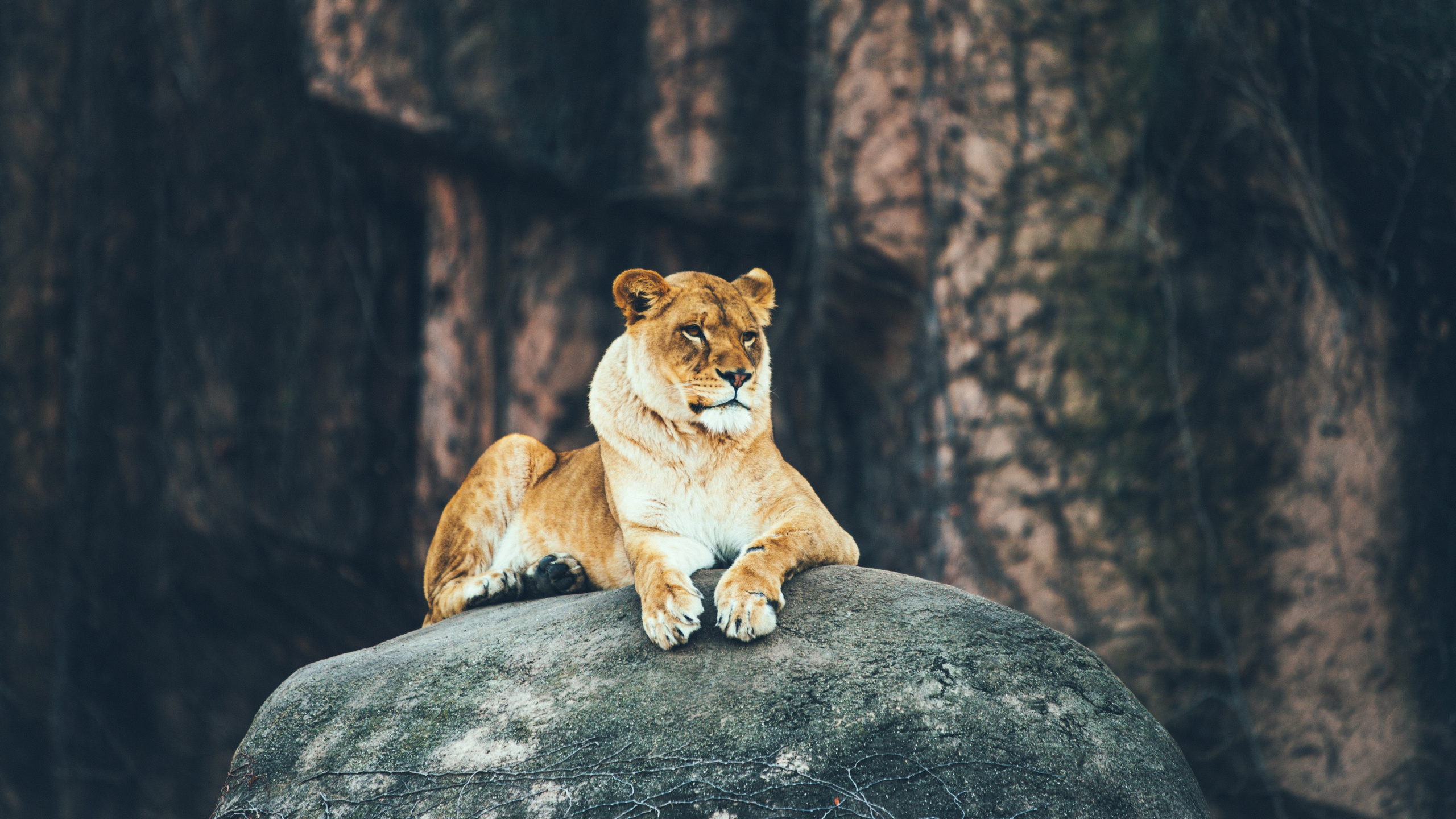 Обои Лев, живая природа, кошачьих, наземные животные, Пума в разрешении 2560x1440