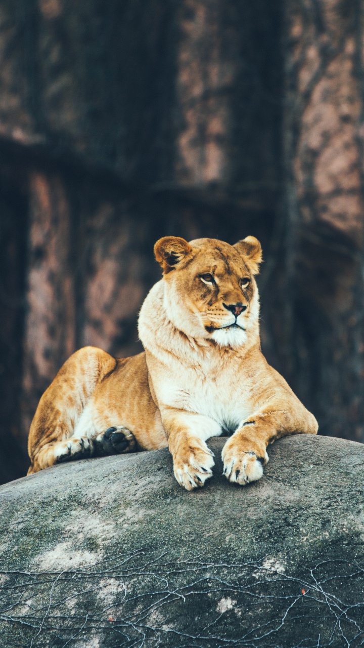 Обои Лев, живая природа, кошачьих, наземные животные, Пума в разрешении 720x1280