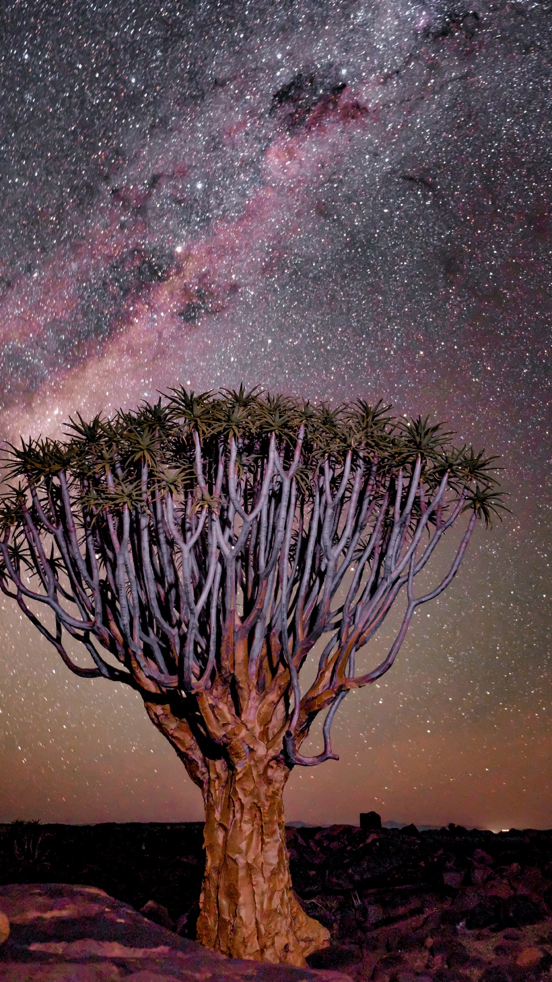 Обои пурпур, природа, Фиш-Ривер-Каньон, пейзаж, Колчан дерево в разрешении 1080x1920