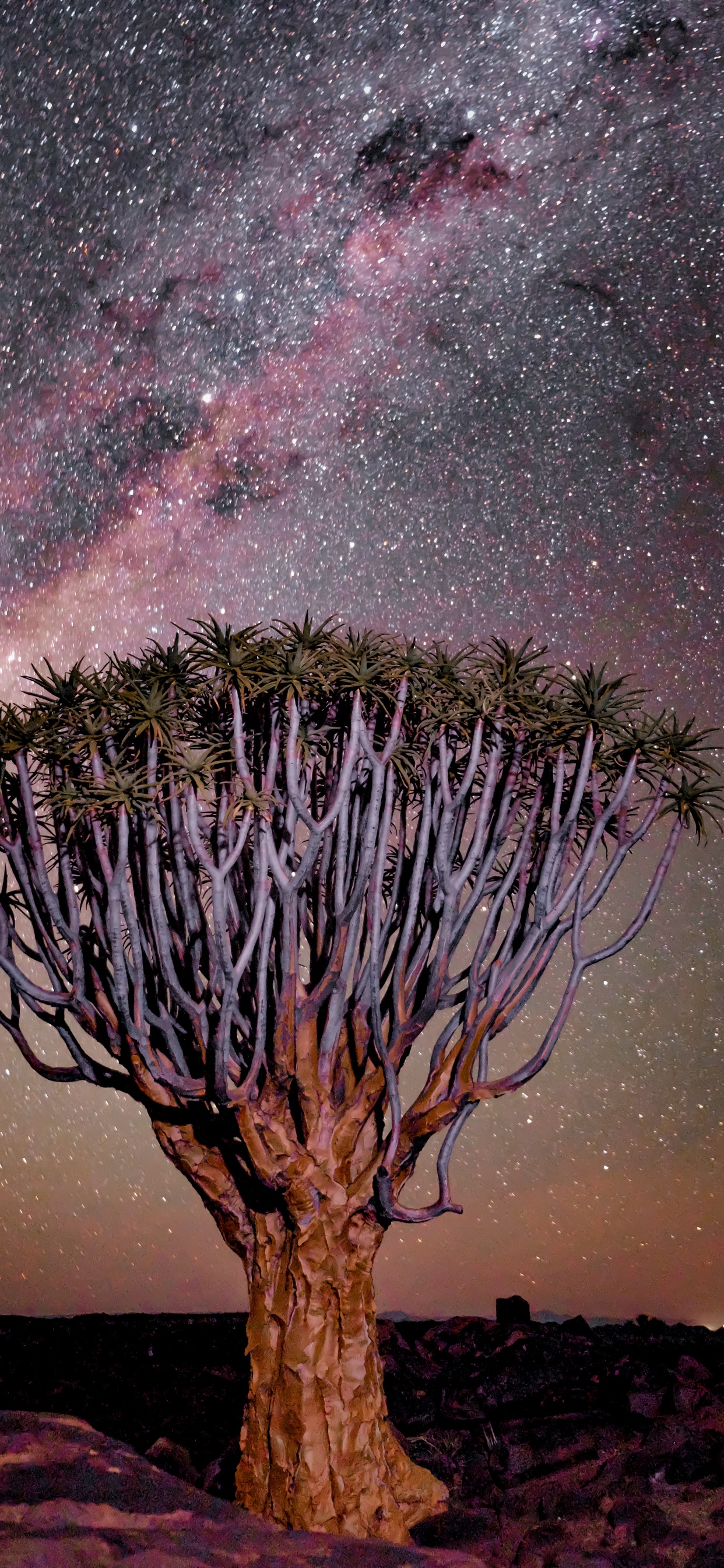 Обои пурпур, природа, Фиш-Ривер-Каньон, пейзаж, Колчан дерево в разрешении 1242x2688