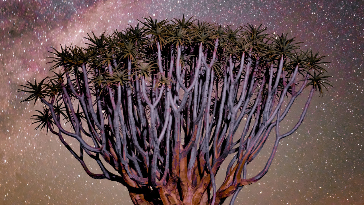 Обои пурпур, природа, Фиш-Ривер-Каньон, пейзаж, Колчан дерево в разрешении 1280x720