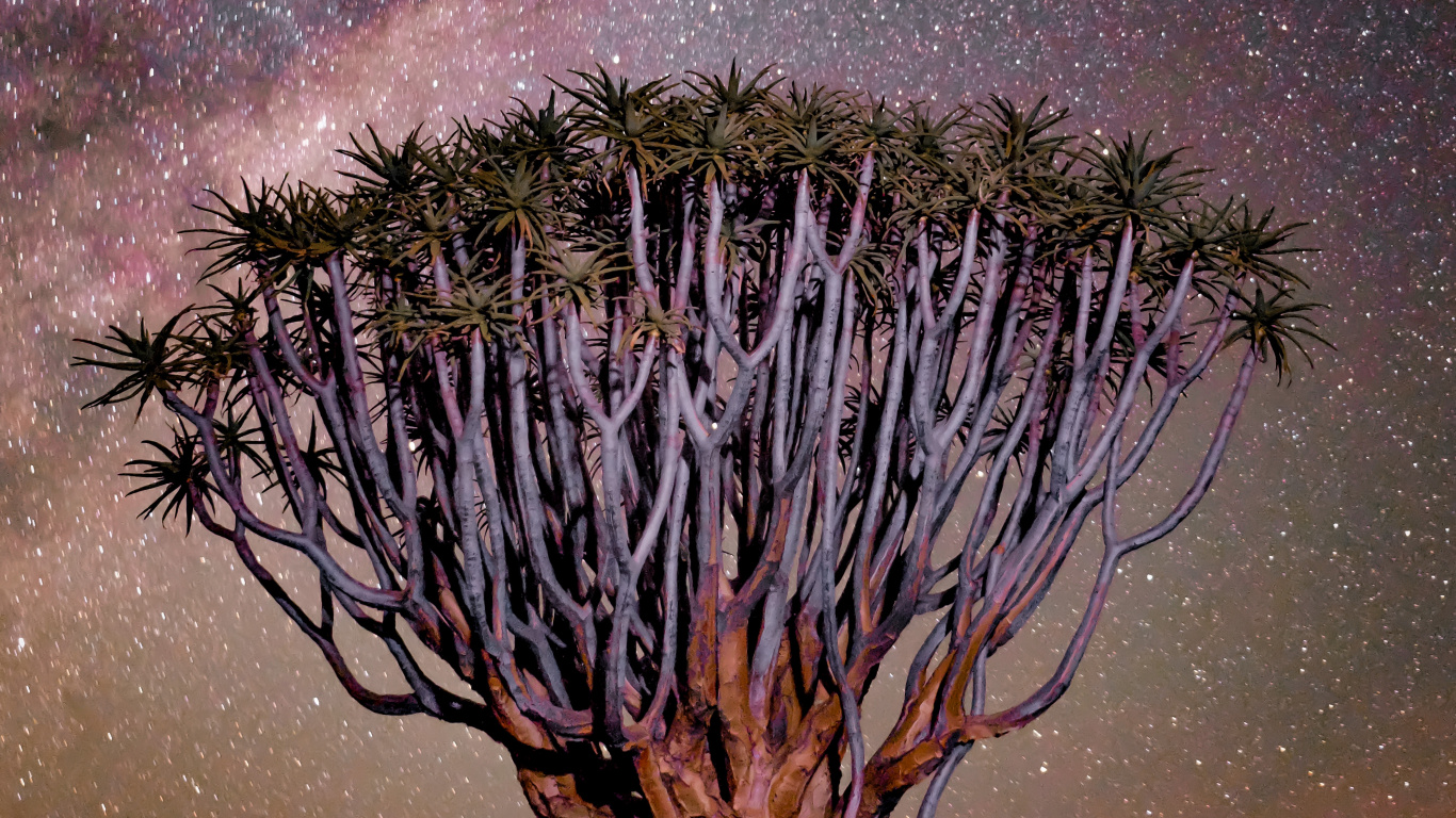 Обои пурпур, природа, Фиш-Ривер-Каньон, пейзаж, Колчан дерево в разрешении 1366x768