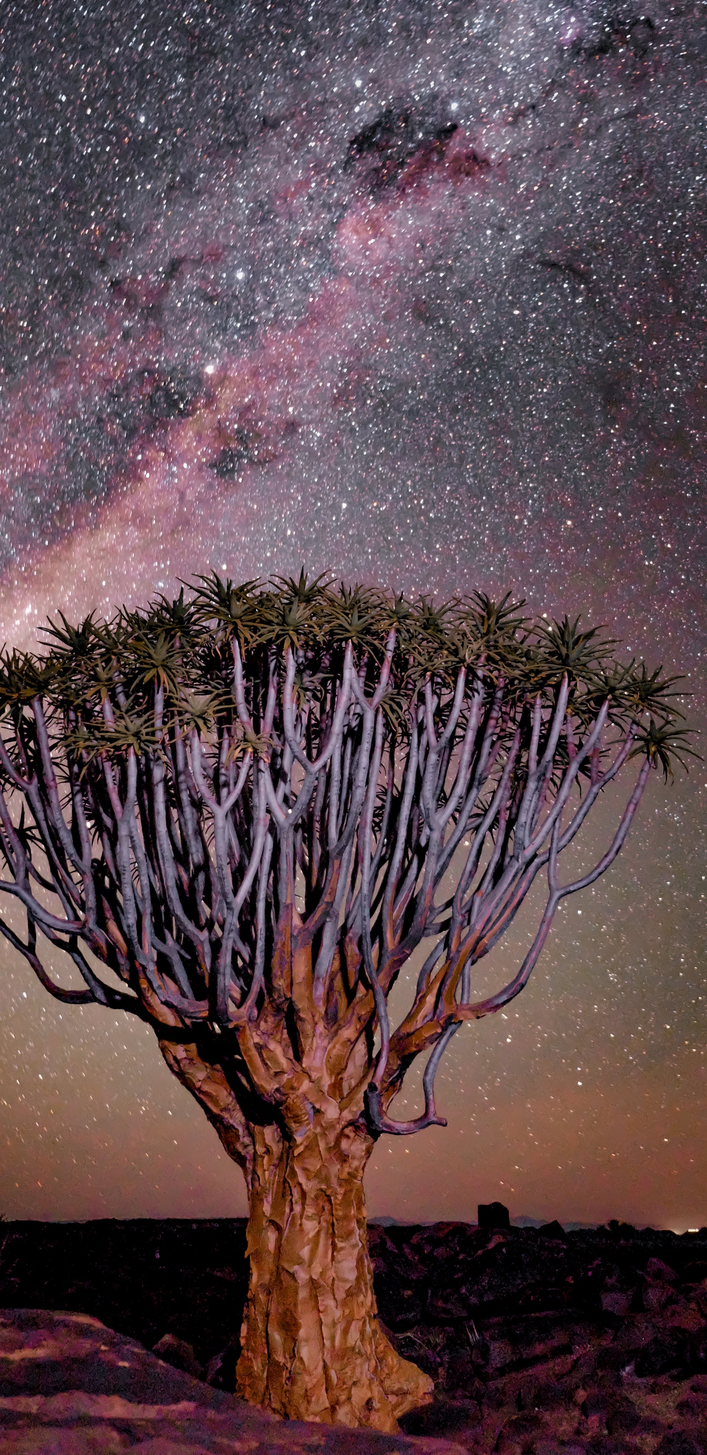 Обои пурпур, природа, Фиш-Ривер-Каньон, пейзаж, Колчан дерево в разрешении 1440x2960