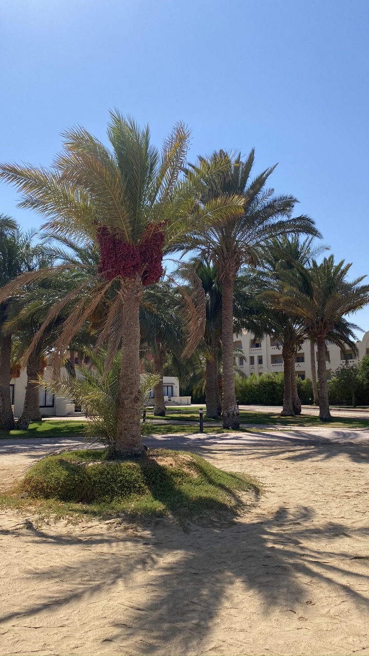 Обои пальмовые рощи, финиковая пальма, биология, дерево, древесные растения в разрешении 720x1280