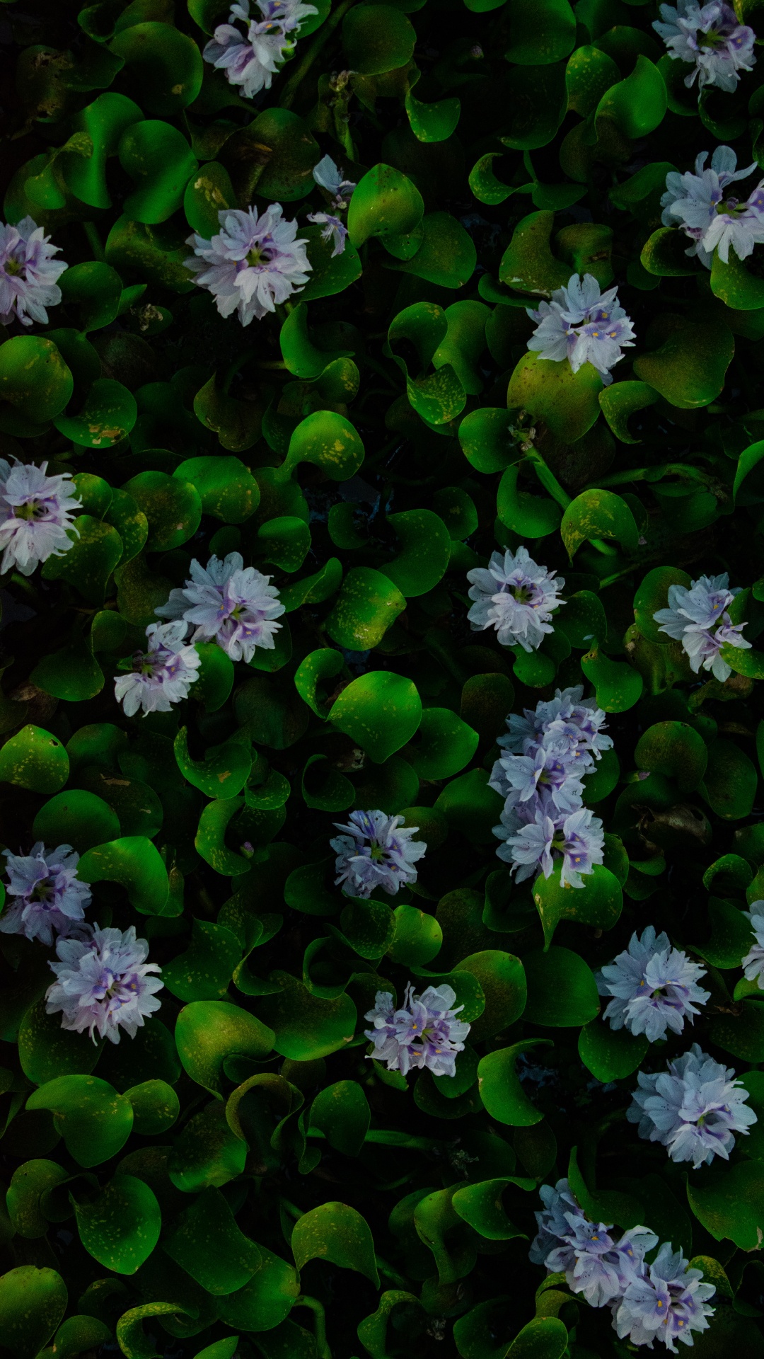 Обои вода, гиацинт, обыкновенный водяной гиацинт, цветок, растение на  телефон Android, 1080x1920 картинки и фото бесплатно