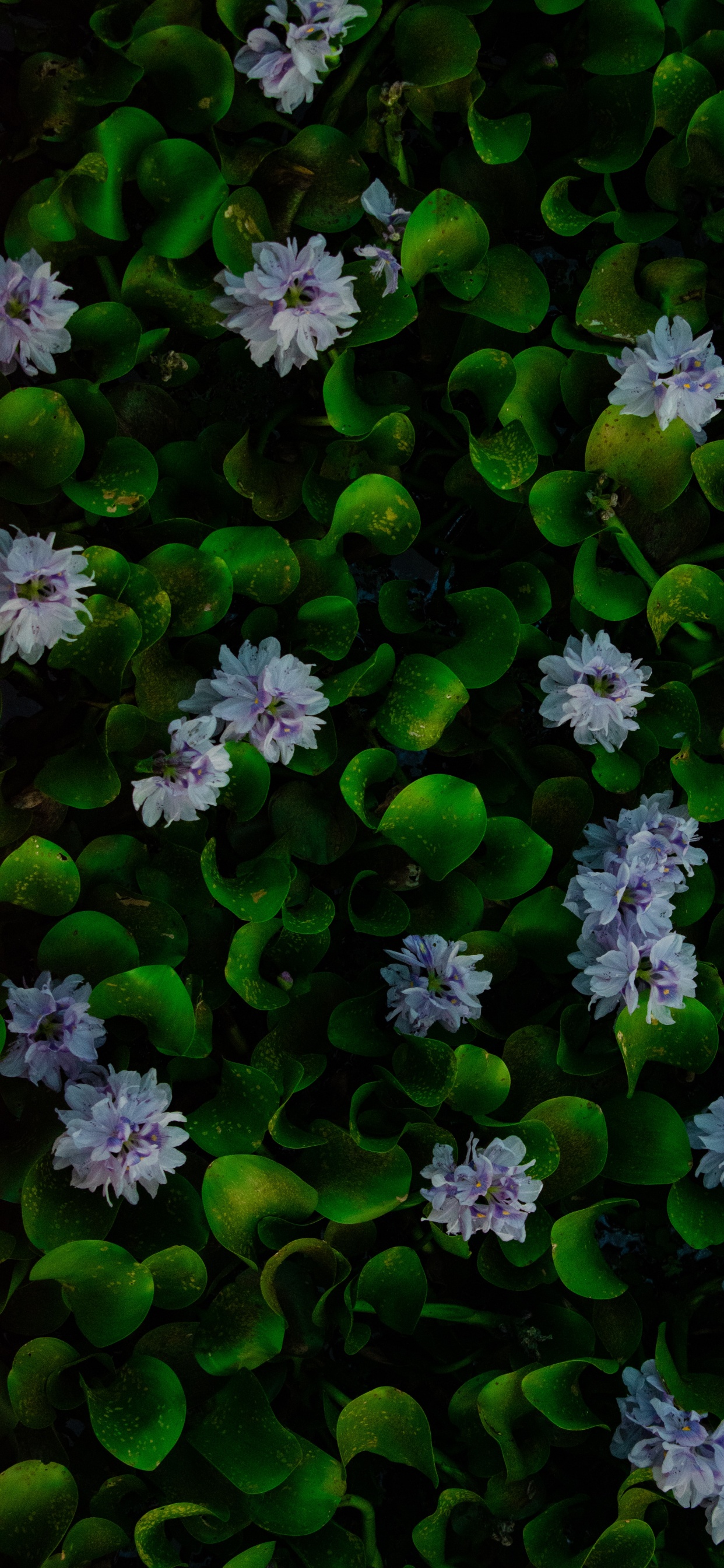 Обои вода, гиацинт, обыкновенный водяной гиацинт, цветок, растение в разрешении 1242x2688