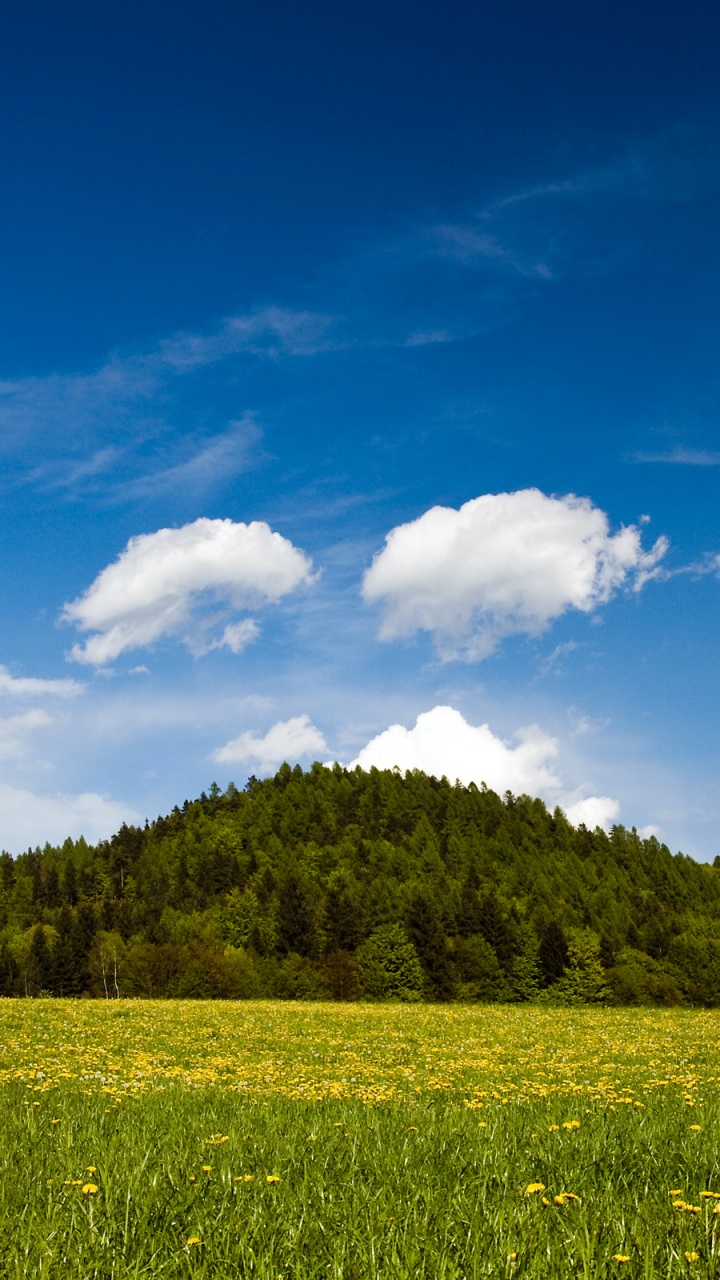 Обои сенокосное угодье, природа, луг, поле, облако в разрешении 720x1280