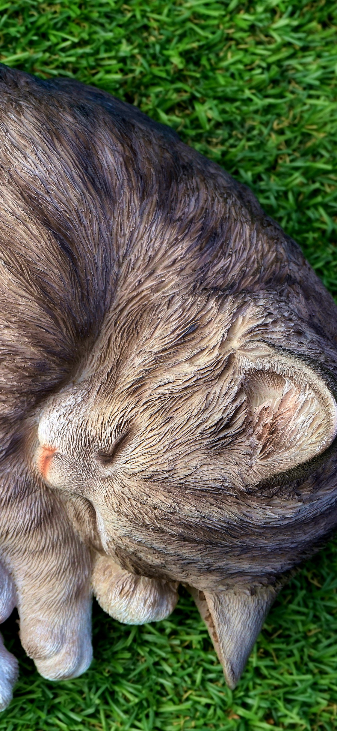 Обои полосатый кот, котенок, привлекательность, кот, кошачьих в разрешении 1125x2436