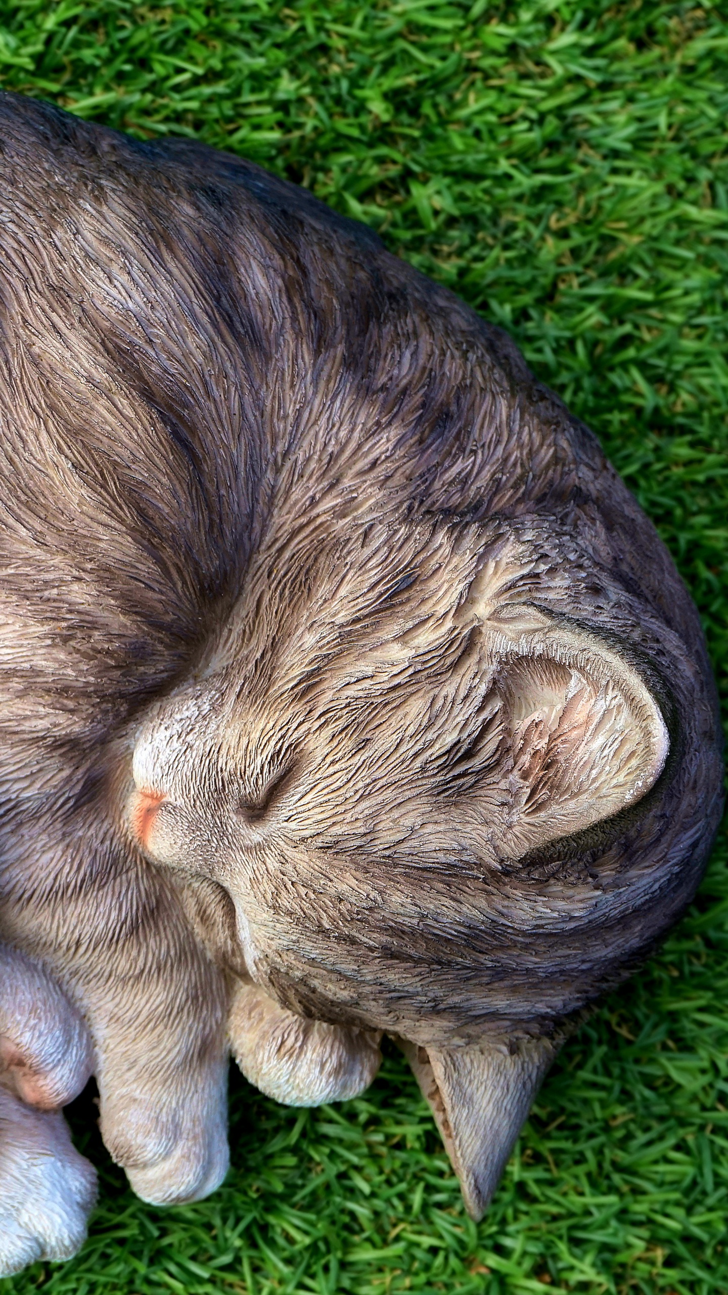 Обои полосатый кот, котенок, привлекательность, кот, кошачьих в разрешении 1440x2560